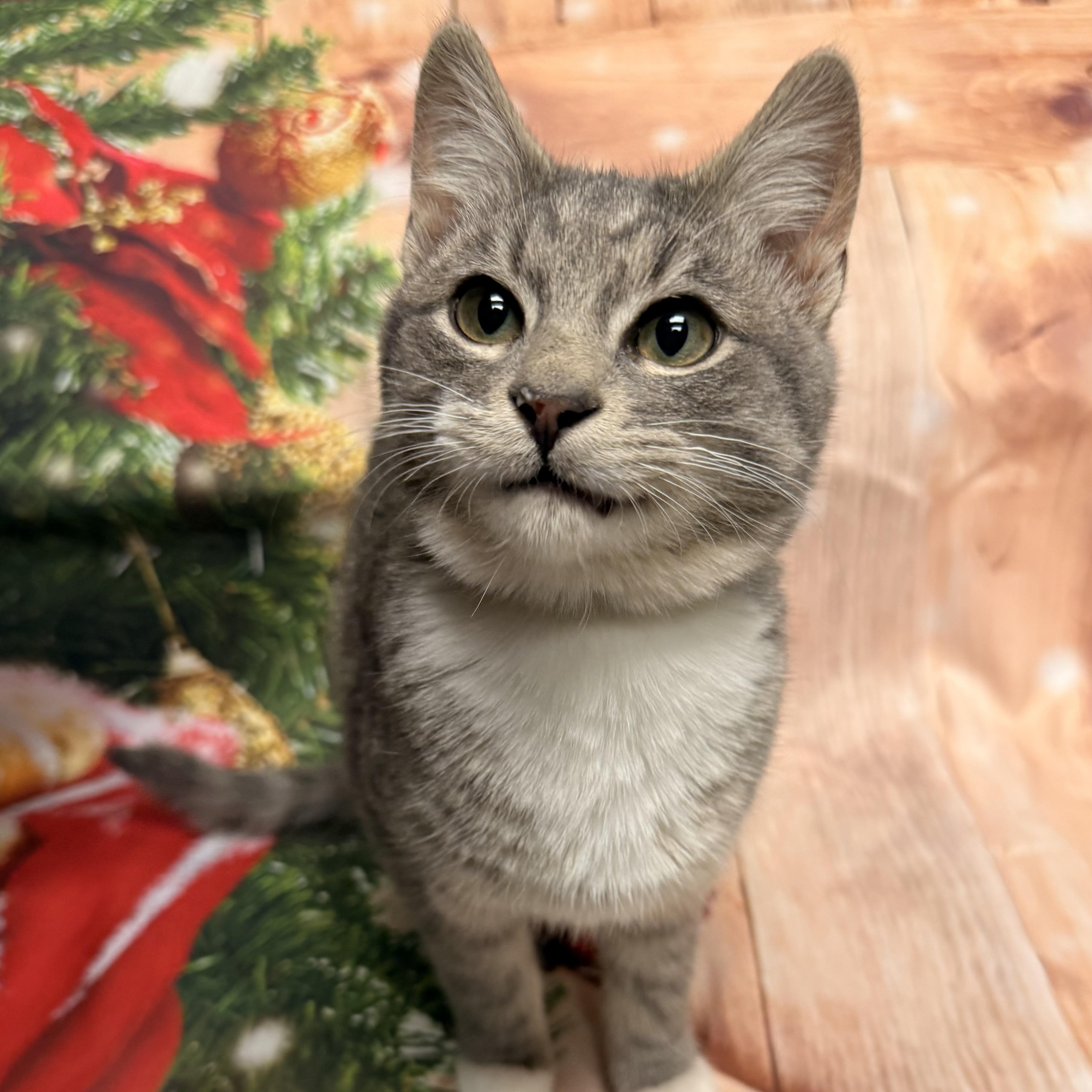 Enlarge Comet, a ADOPTABLE Domestic Short Hair in Fairfax Station, VA image 1/3