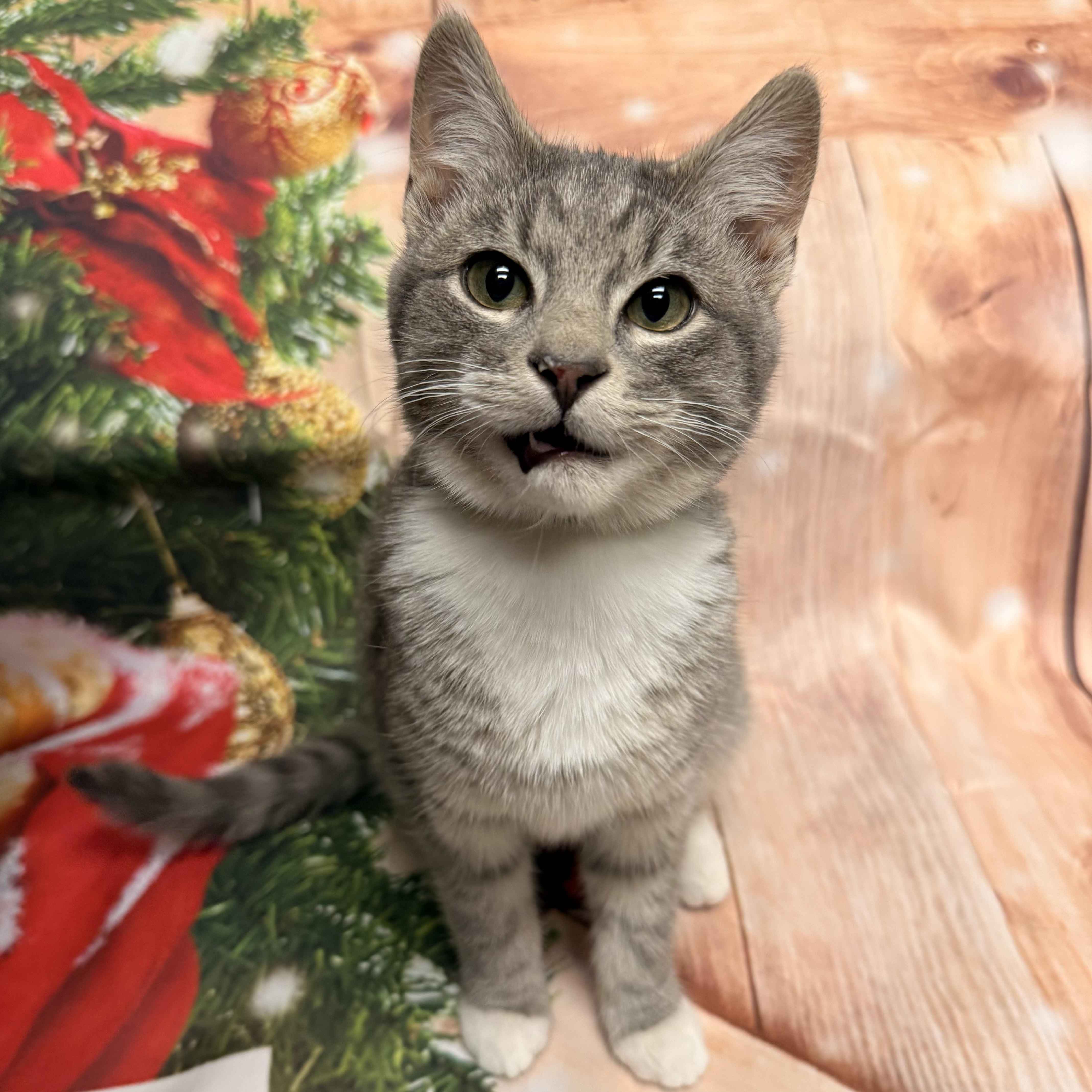 Enlarge Comet, a ADOPTABLE Domestic Short Hair in Fairfax Station, VA image 2/3