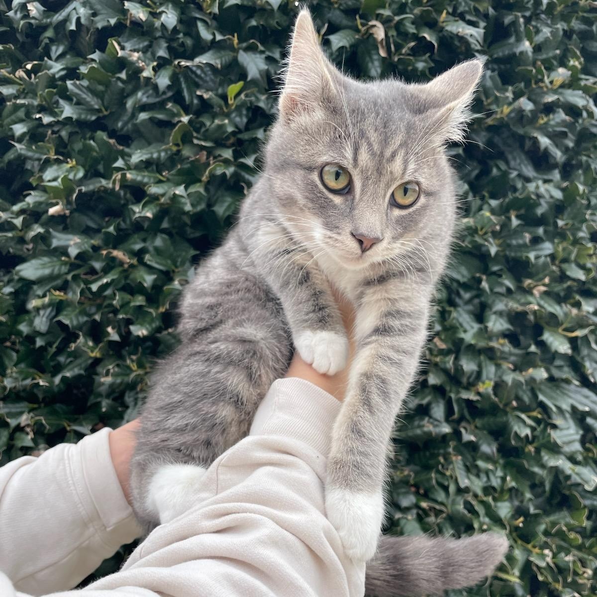 Enlarge Comet, a ADOPTABLE Domestic Short Hair in Fairfax Station, VA image 1/4