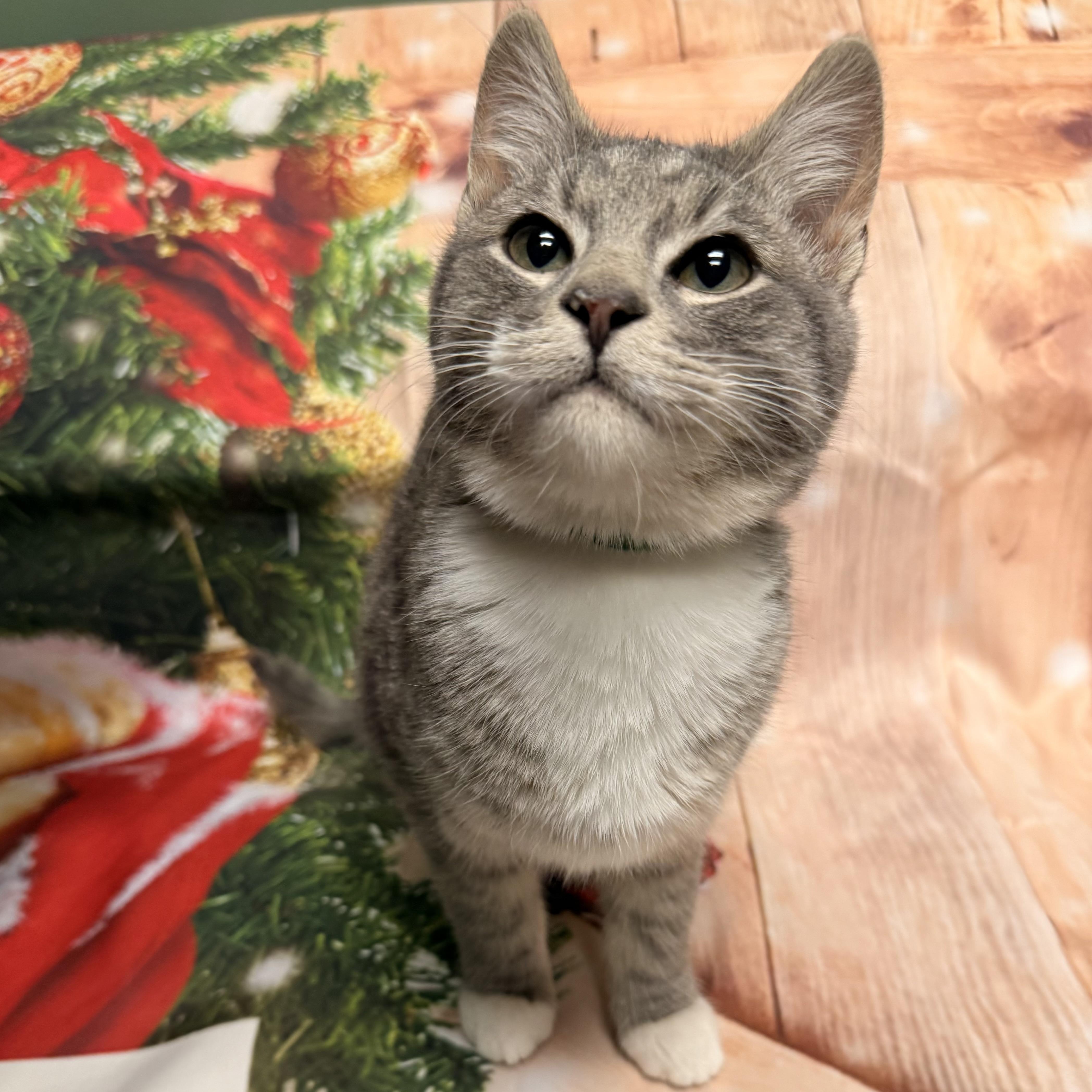 Enlarge Comet, a ADOPTABLE Domestic Short Hair in Fairfax Station, VA image 3/3