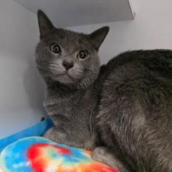 Enlarge Hibachi, a Adoptable mixed breed in Fort Collins, CO image 1/2