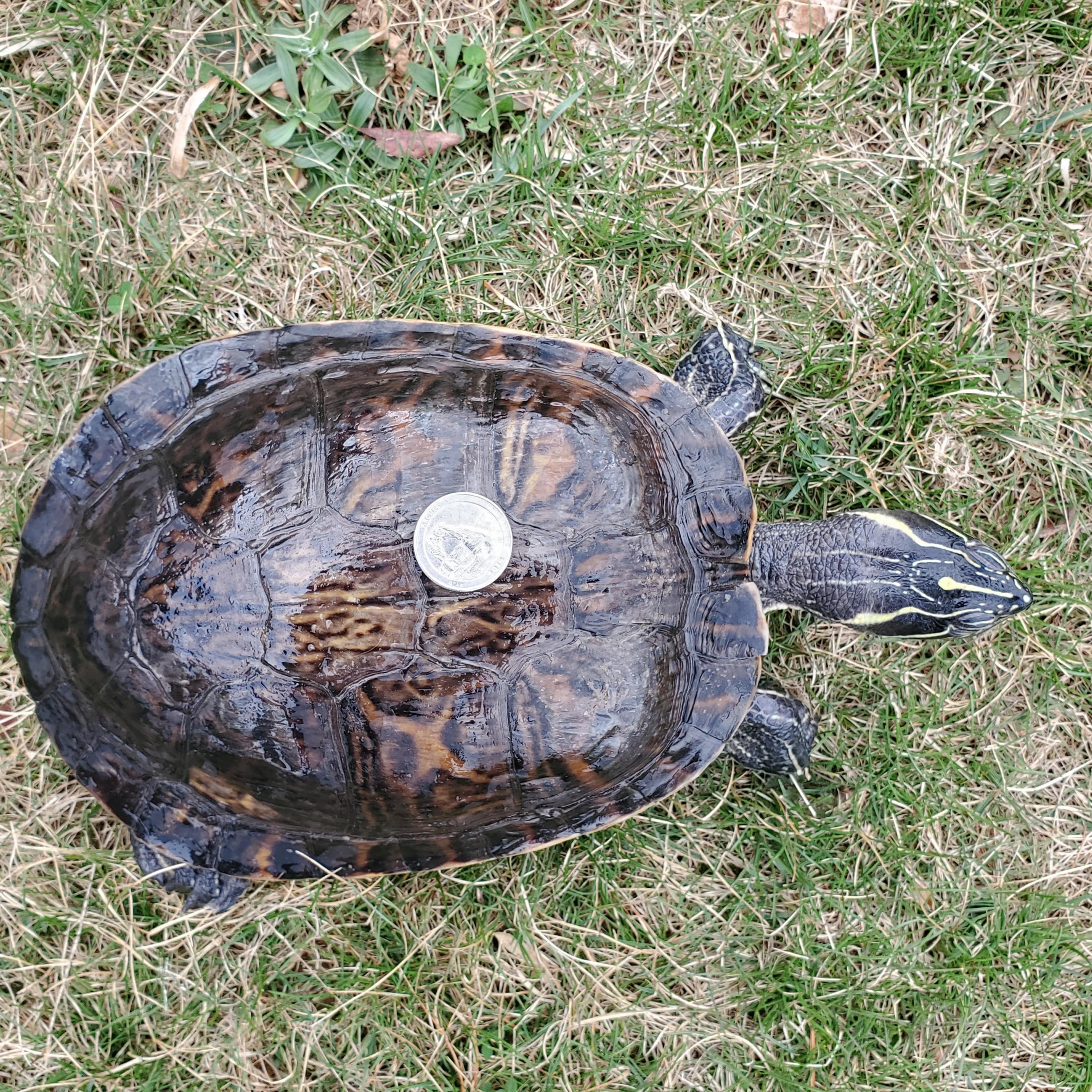 Enlarge Ryker N. Redbelly (Water Turtle), a Adoptable Turtle in Baltimore, MD image 2/5