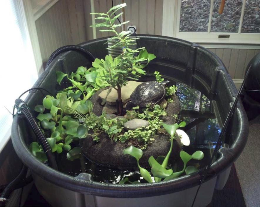 Enlarge Ryker N. Redbelly (Water Turtle), a Adoptable Turtle in Baltimore, MD image 3/5