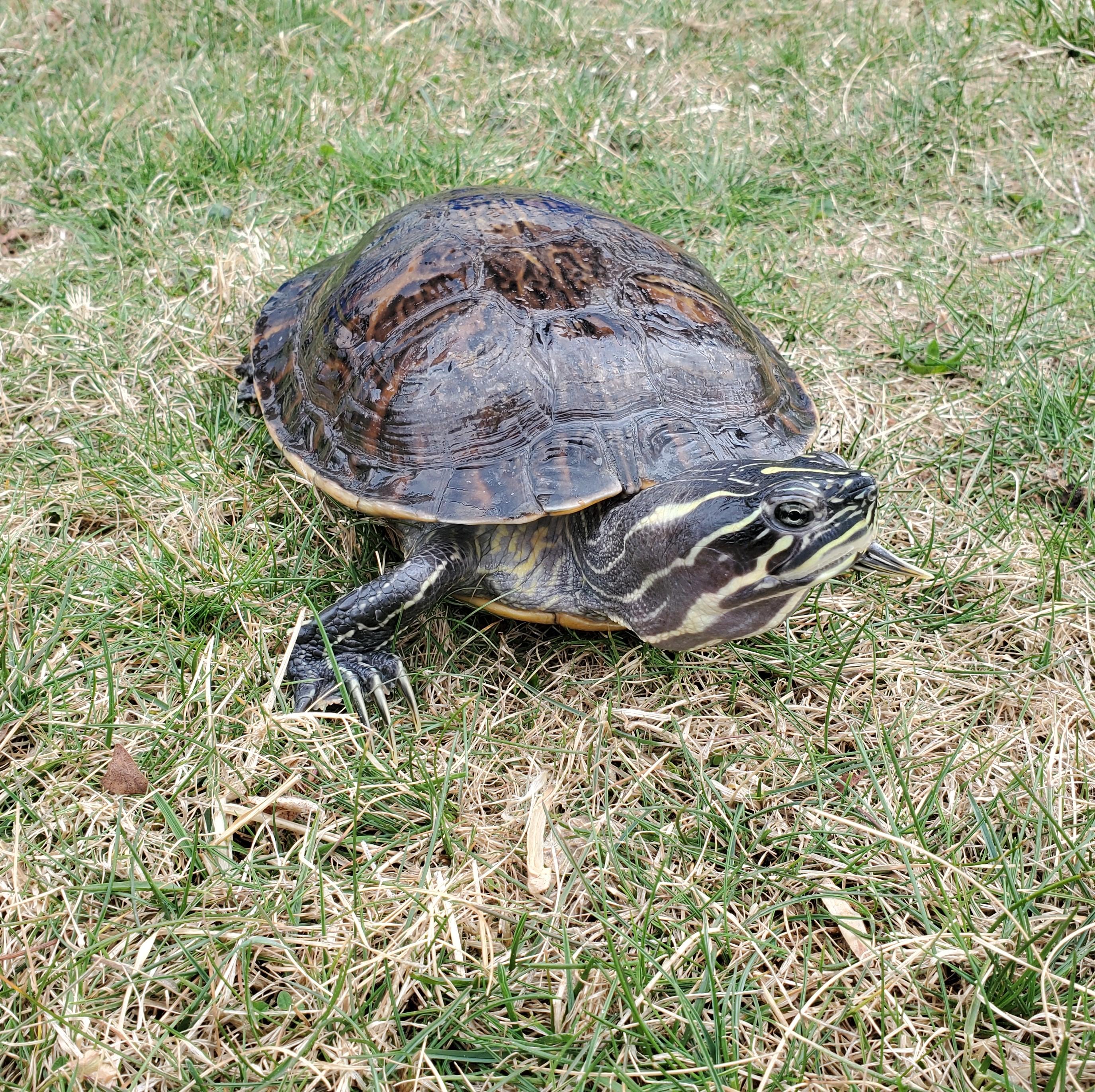 Ryker N. Redbelly (Water Turtle), Adoptable, Adult Male Turtle.