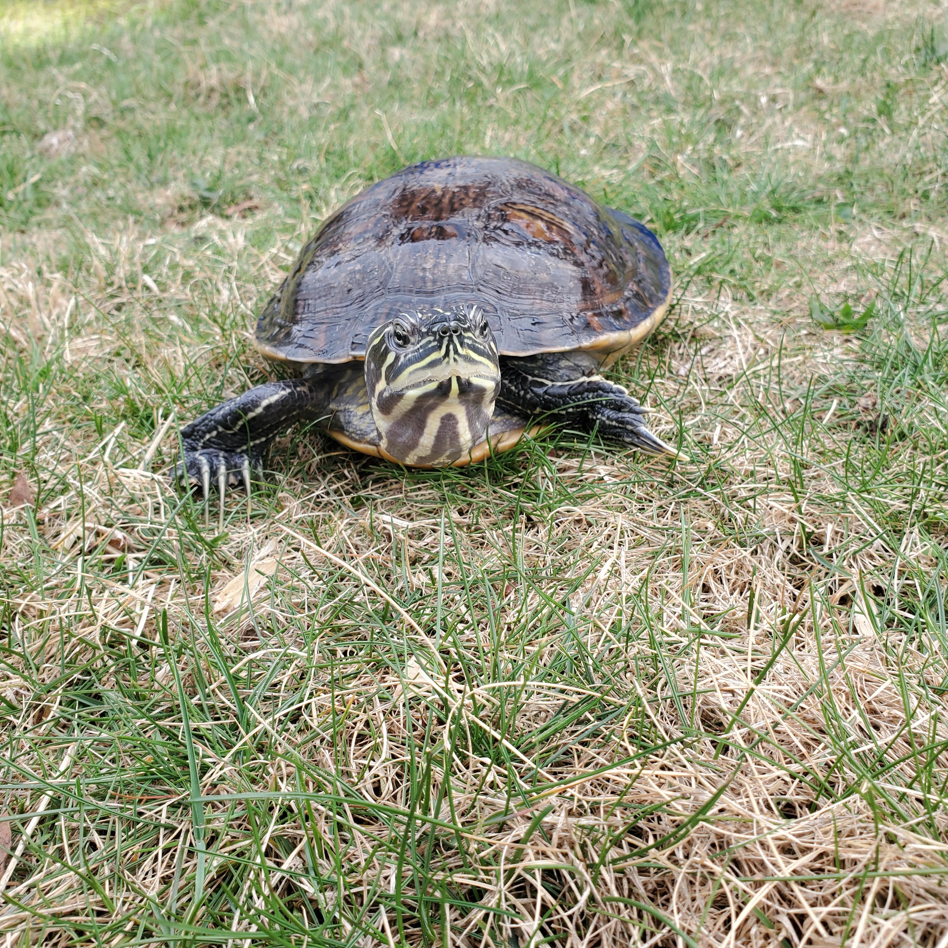 Enlarge Ryker N. Redbelly (Water Turtle), a Adoptable Turtle in Baltimore, MD image 4/5