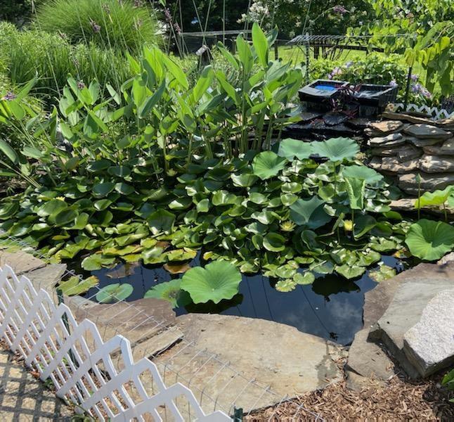 Enlarge Ryker N. Redbelly (Water Turtle), a Adoptable Turtle in Baltimore, MD image 5/5