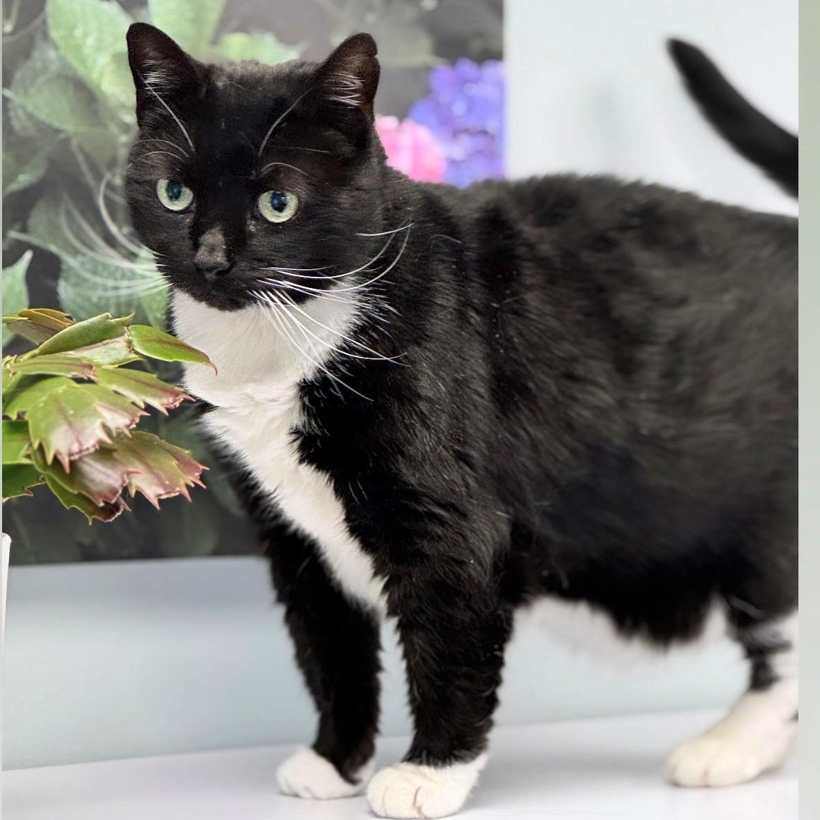 Emily , ADOPTABLE, Adult Female Domestic Short Hair.