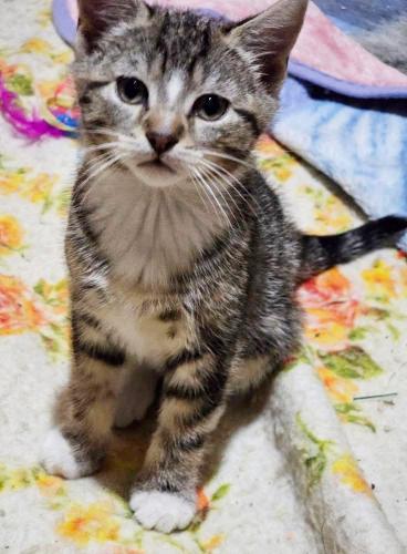 Enlarge Princess, a Adoptable Domestic Short Hair in St. Johnsbury, VT image 1/2