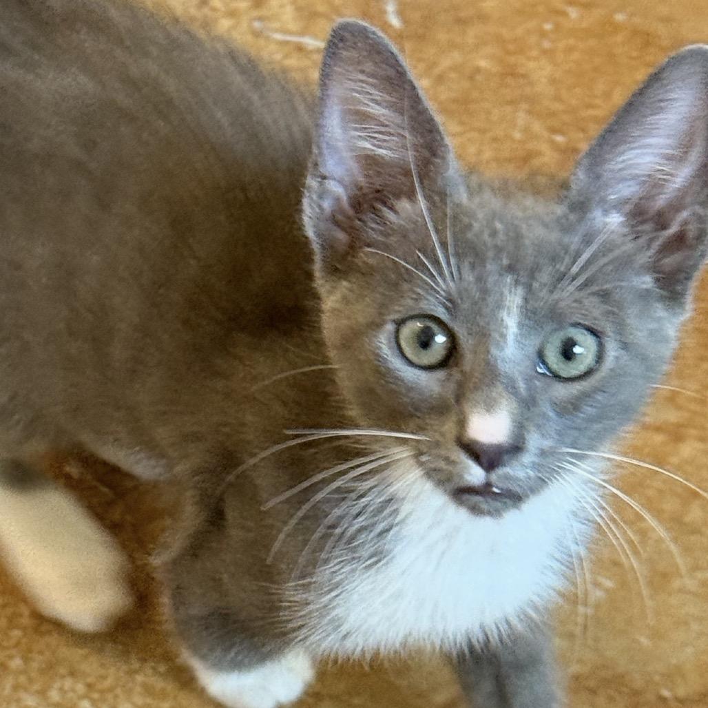 Shorty, Adoptable, Kitten Male Domestic Short Hair.