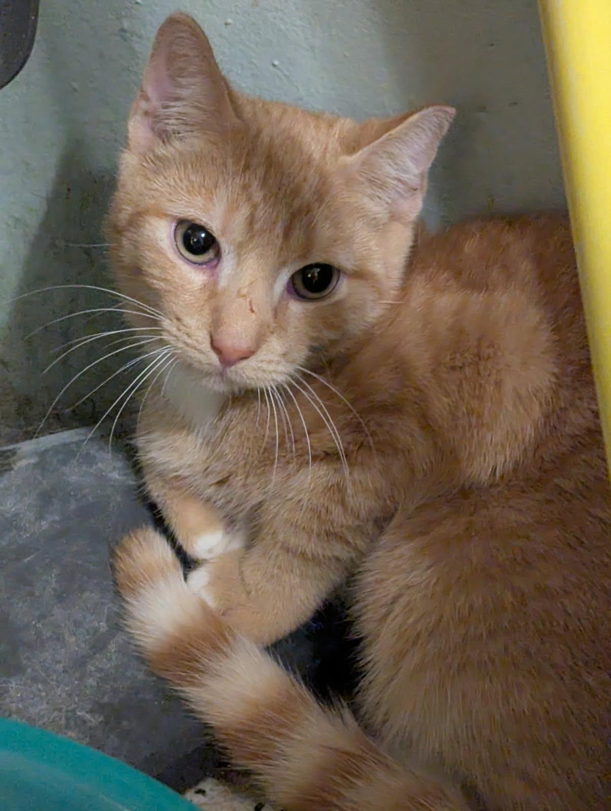 Jupiter, a Adoptable Domestic Short Hair in Brooklyn, NY image 1/3