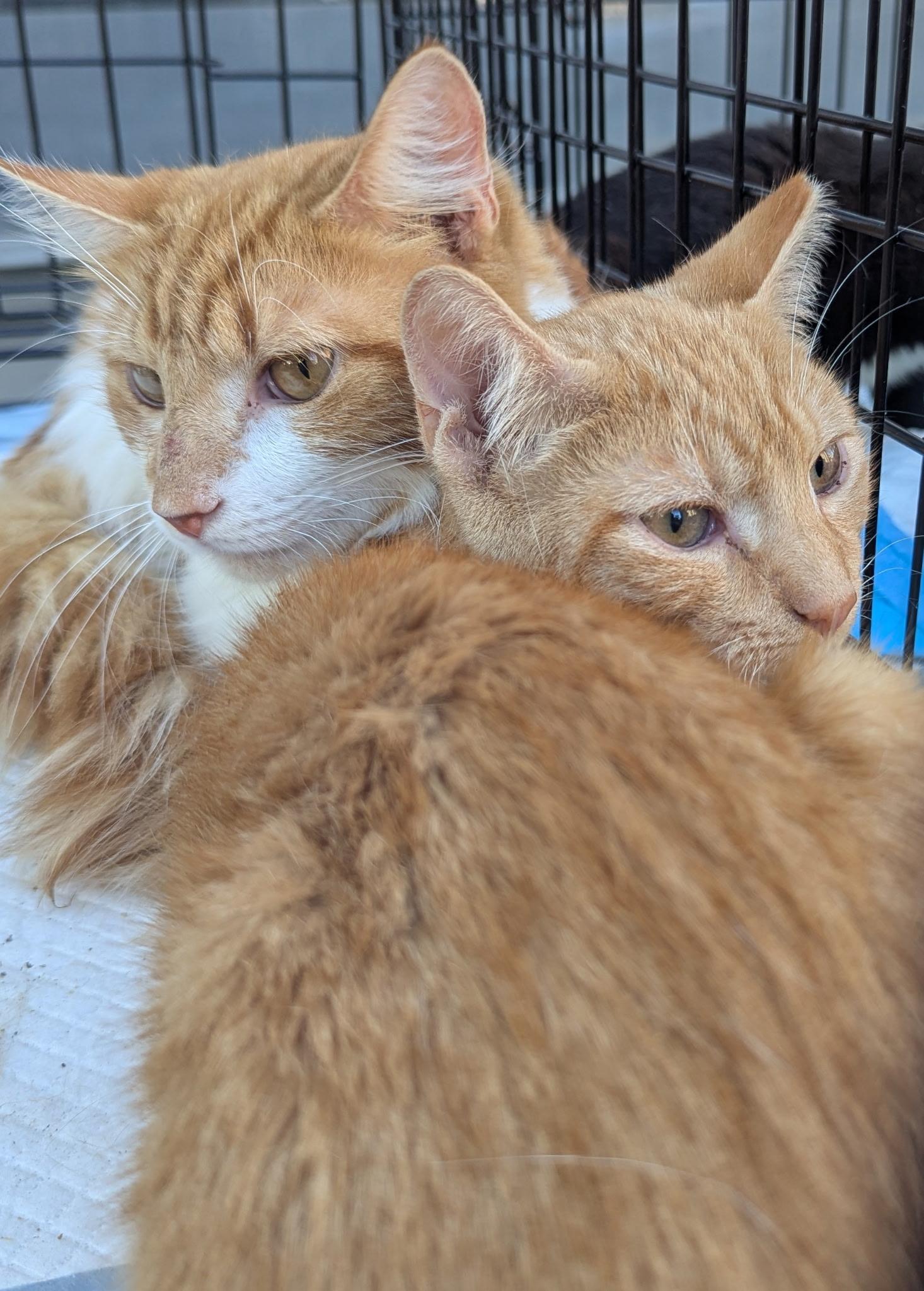 Jupiter, a Adoptable Domestic Short Hair in Brooklyn, NY image 2/3