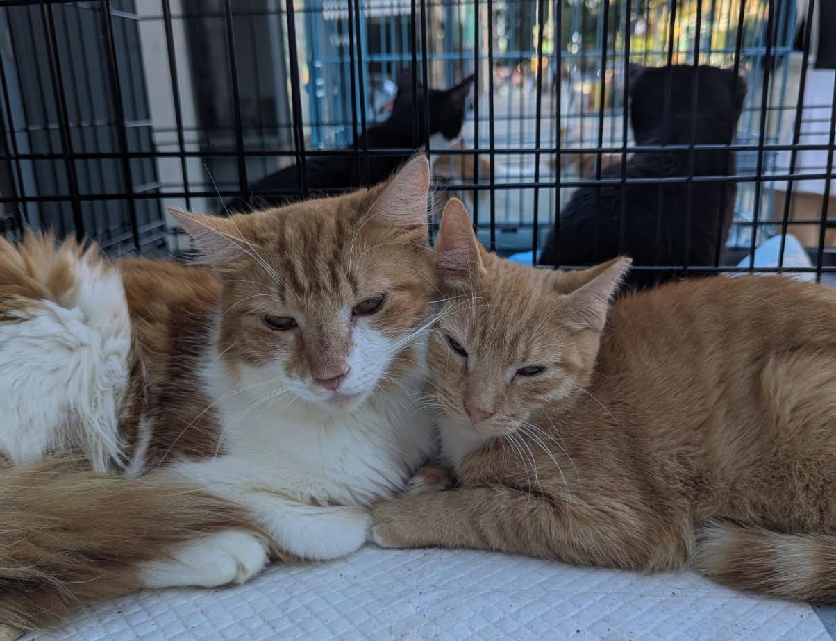 Jupiter, a Adoptable Domestic Short Hair in Brooklyn, NY image 3/3