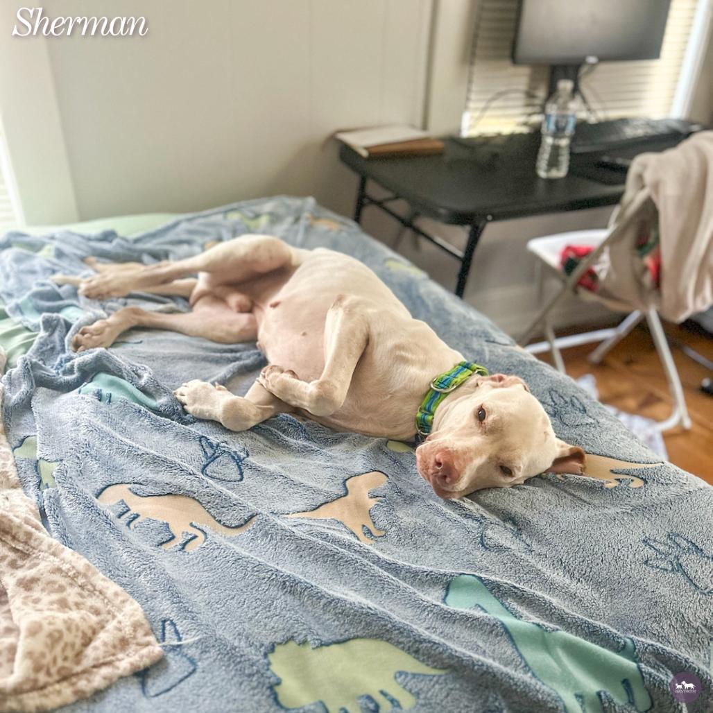Sherman, Adoptable, Adult Male English Pointer & Mixed Breed.