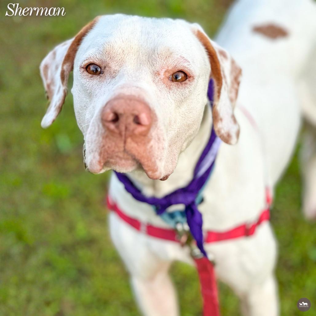 Enlarge Sherman, a Adoptable mixed breed in Hopkinton, MA image 2/6
