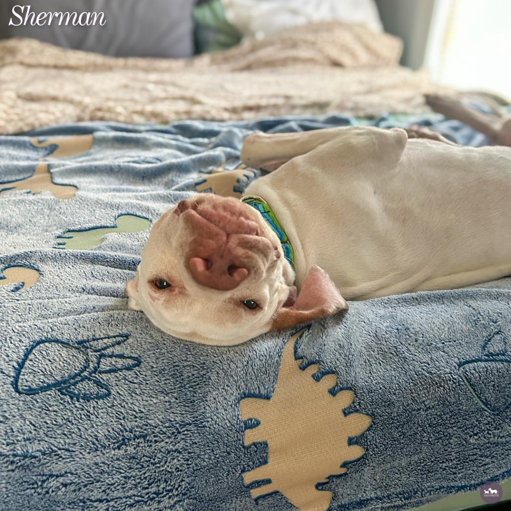 Enlarge Sherman, a Adoptable mixed breed in Hopkinton, MA image 3/6