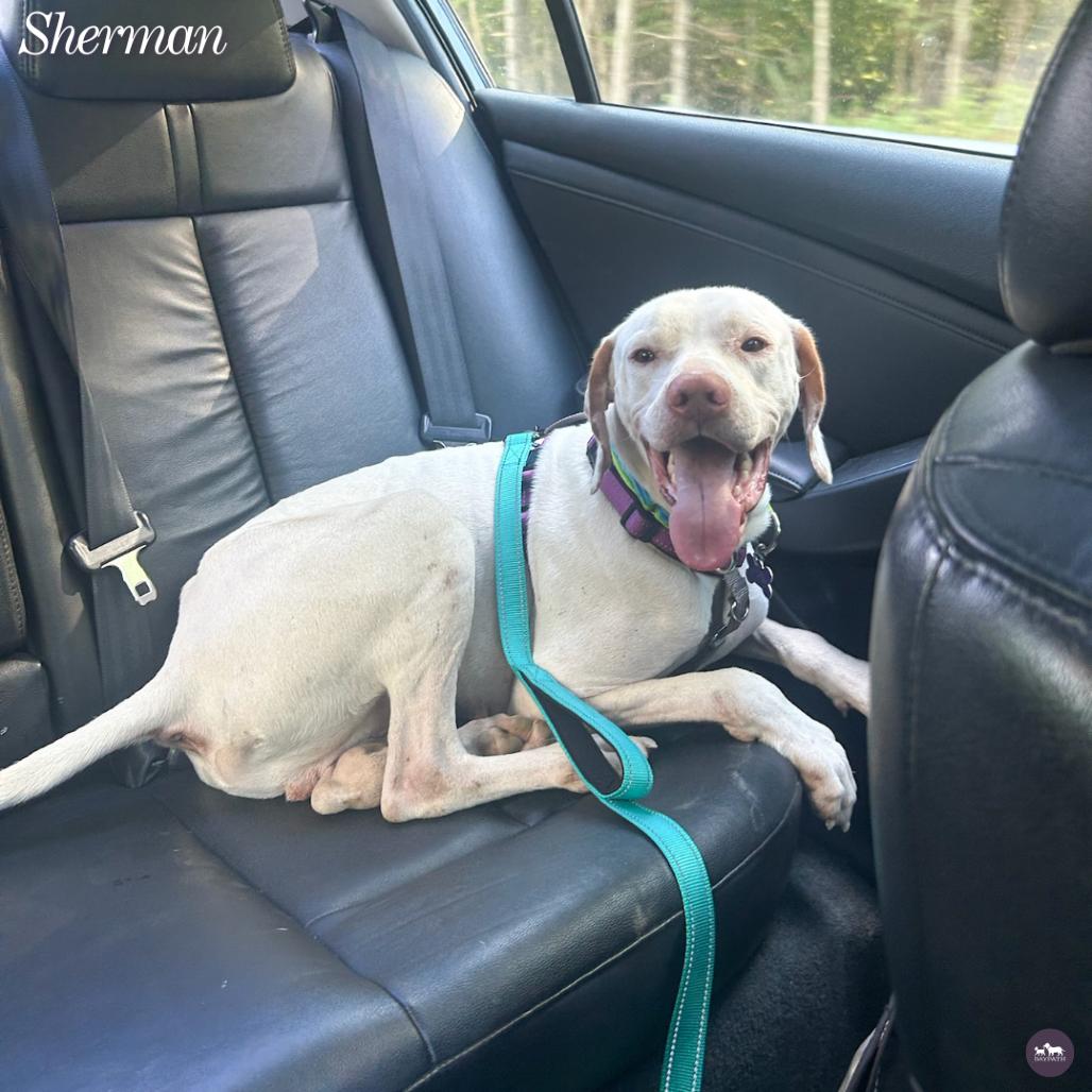 Enlarge Sherman, a Adoptable mixed breed in Hopkinton, MA image 4/6