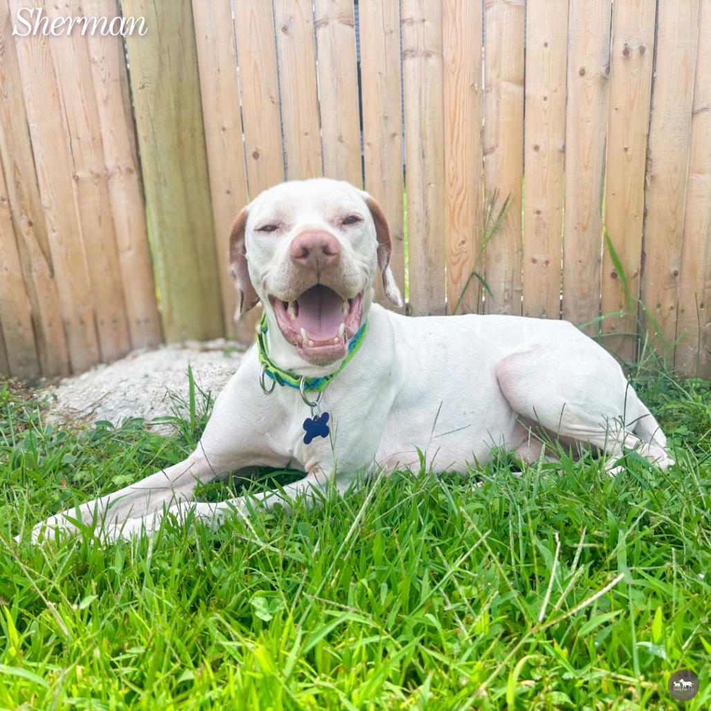 Enlarge Sherman, a Adoptable mixed breed in Hopkinton, MA image 5/6
