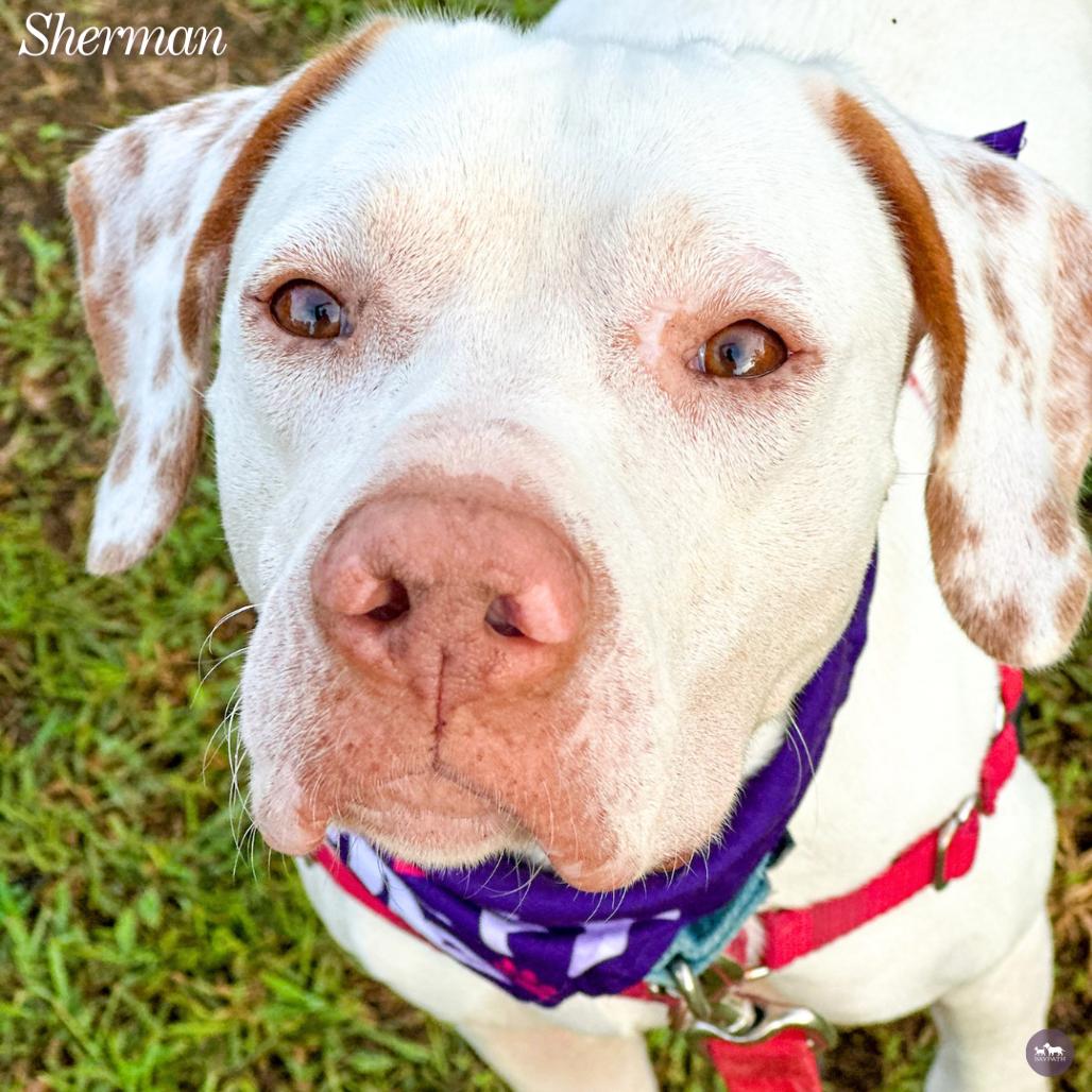 Enlarge Sherman, a Adoptable mixed breed in Hopkinton, MA image 6/6