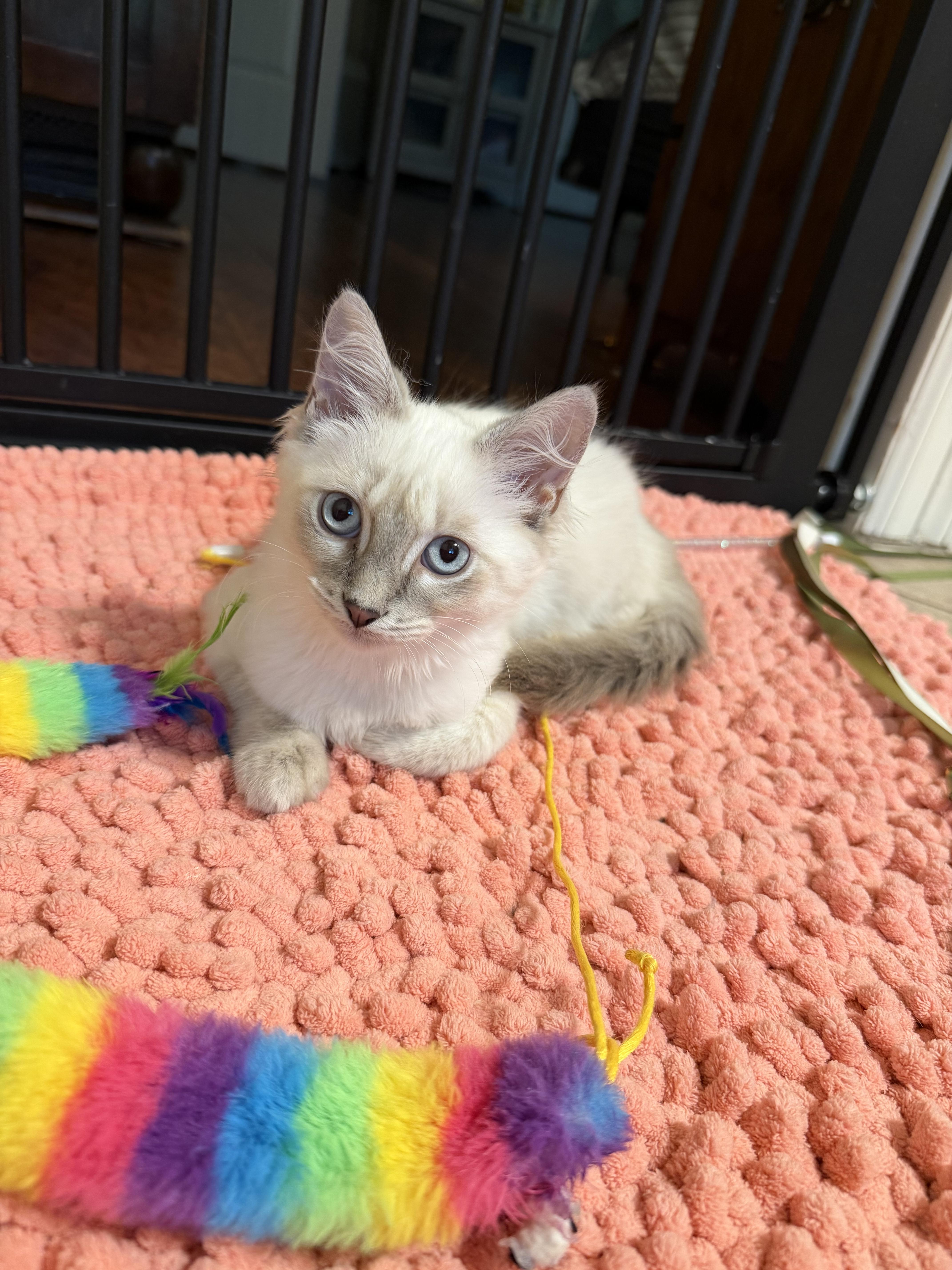 Sabrina - Riley Fuzzel Petsmart, an adopted mixed breed in Spring, TX image 3/6