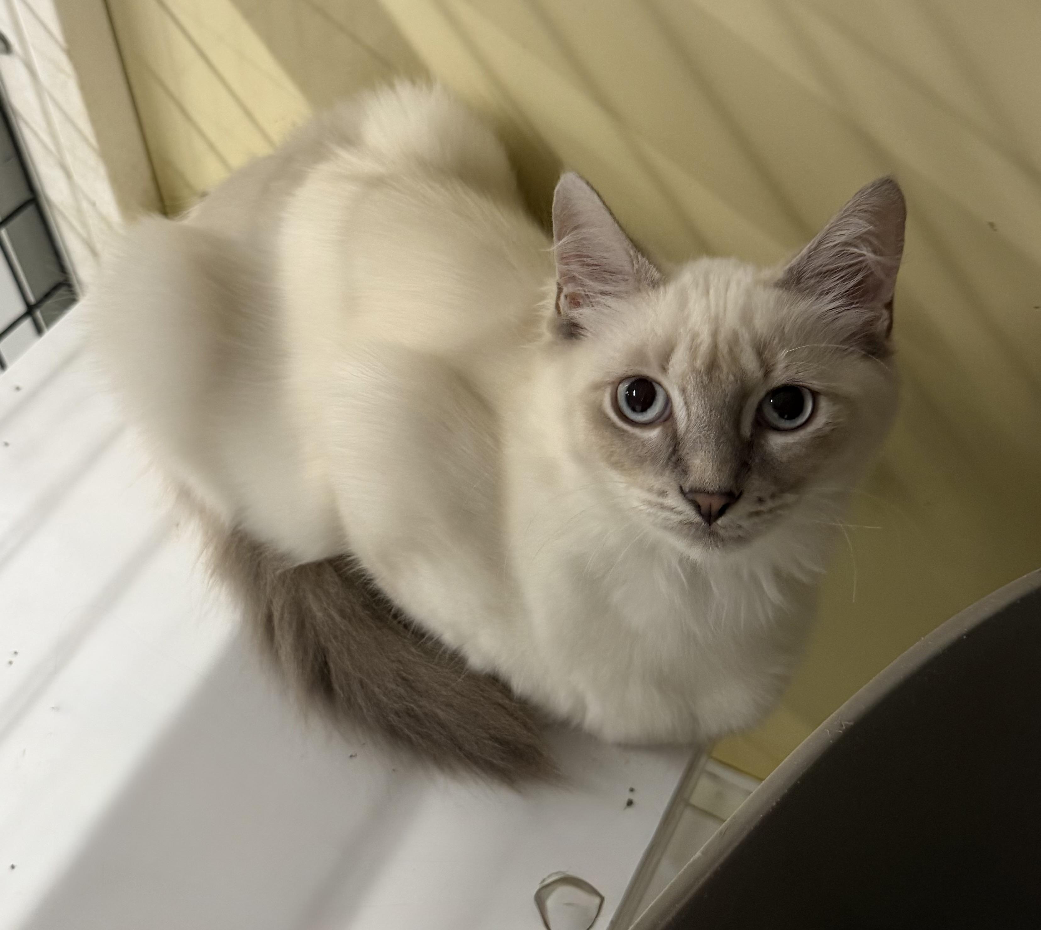 Sabrina - Riley Fuzzel Petsmart, an adopted mixed breed in Spring, TX image 5/6