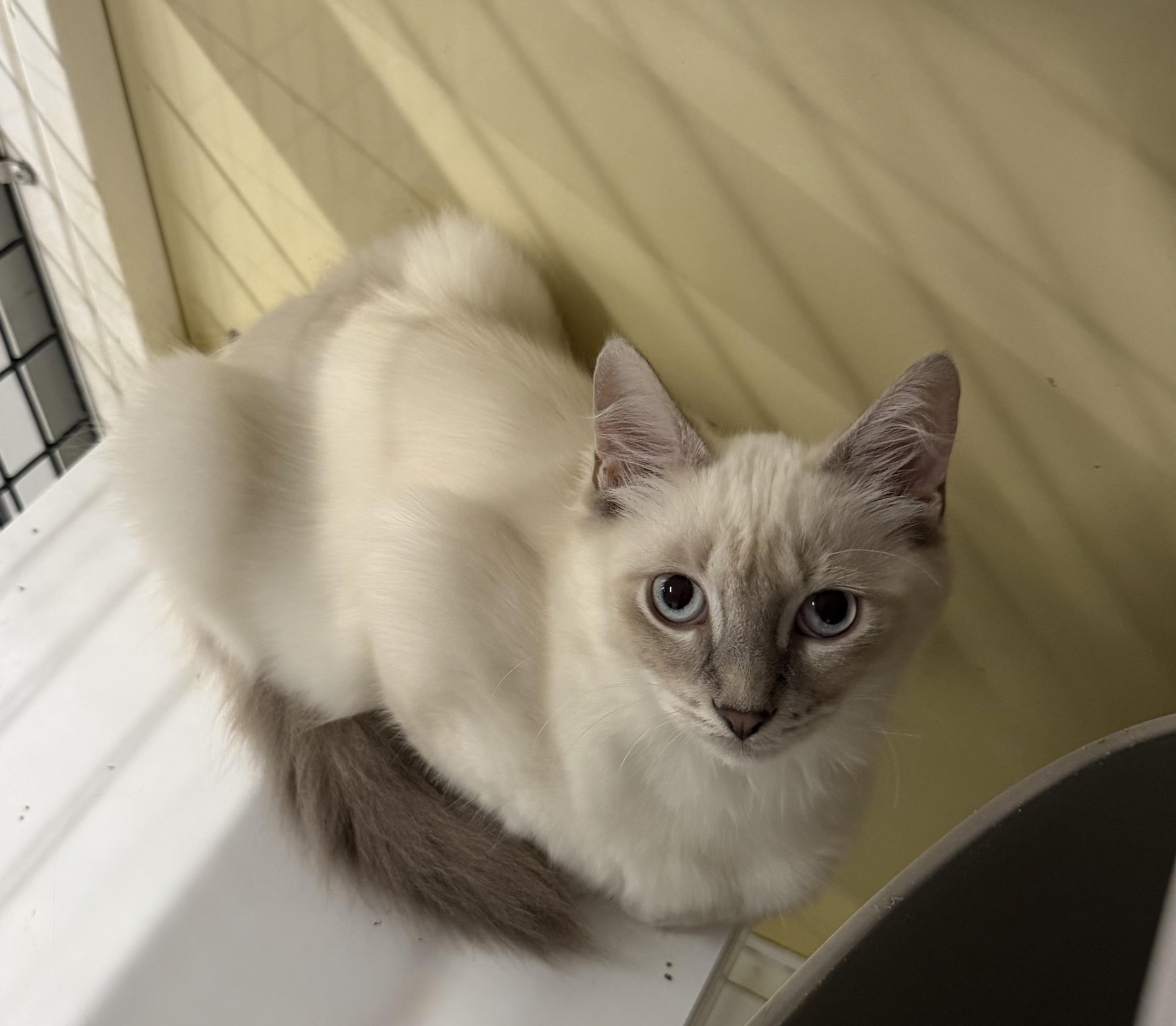 Sabrina - Riley Fuzzel Petsmart, an adopted mixed breed in Spring, TX image 6/6