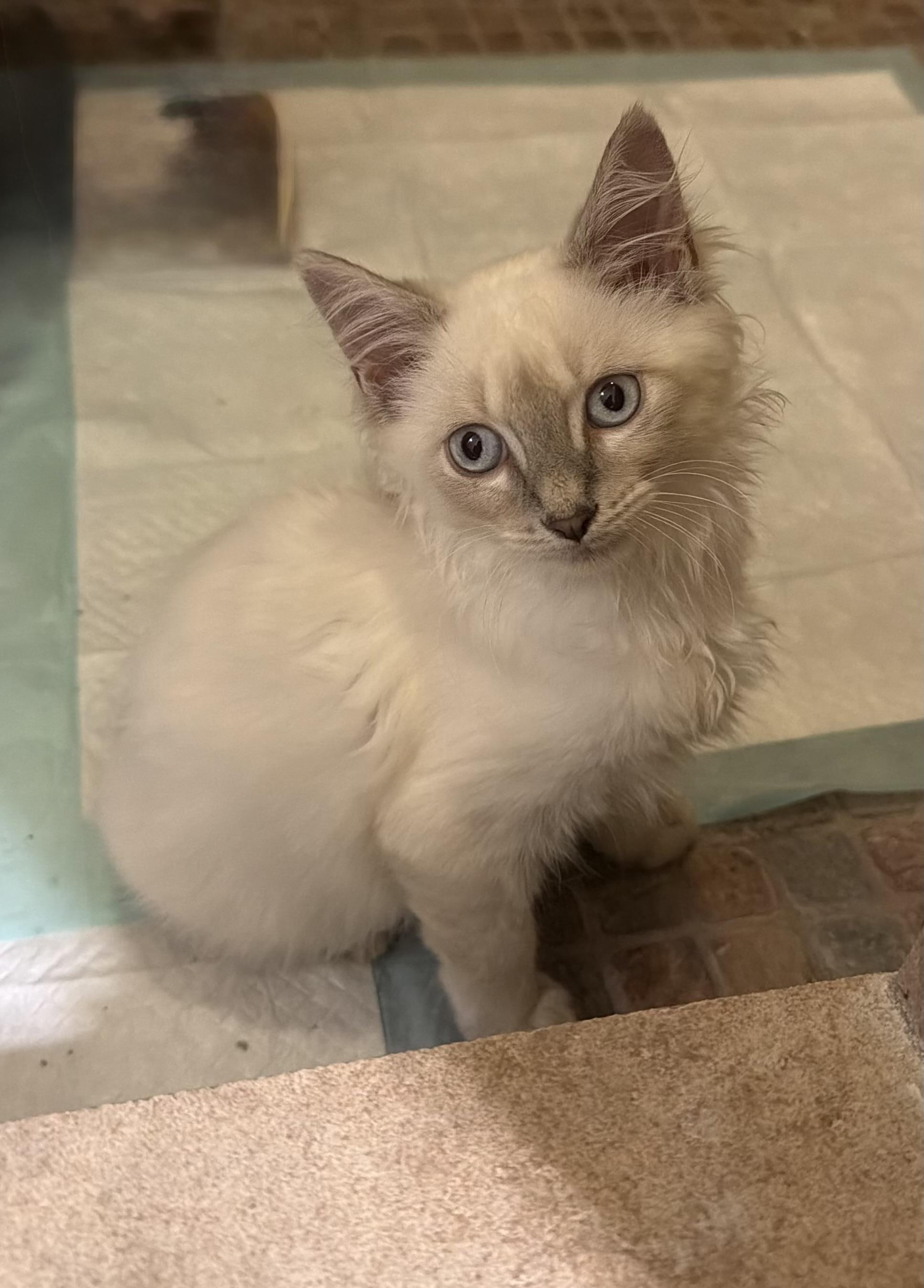 Sabrina - Riley Fuzzel Petsmart, an adopted mixed breed in Spring, TX image 2/6