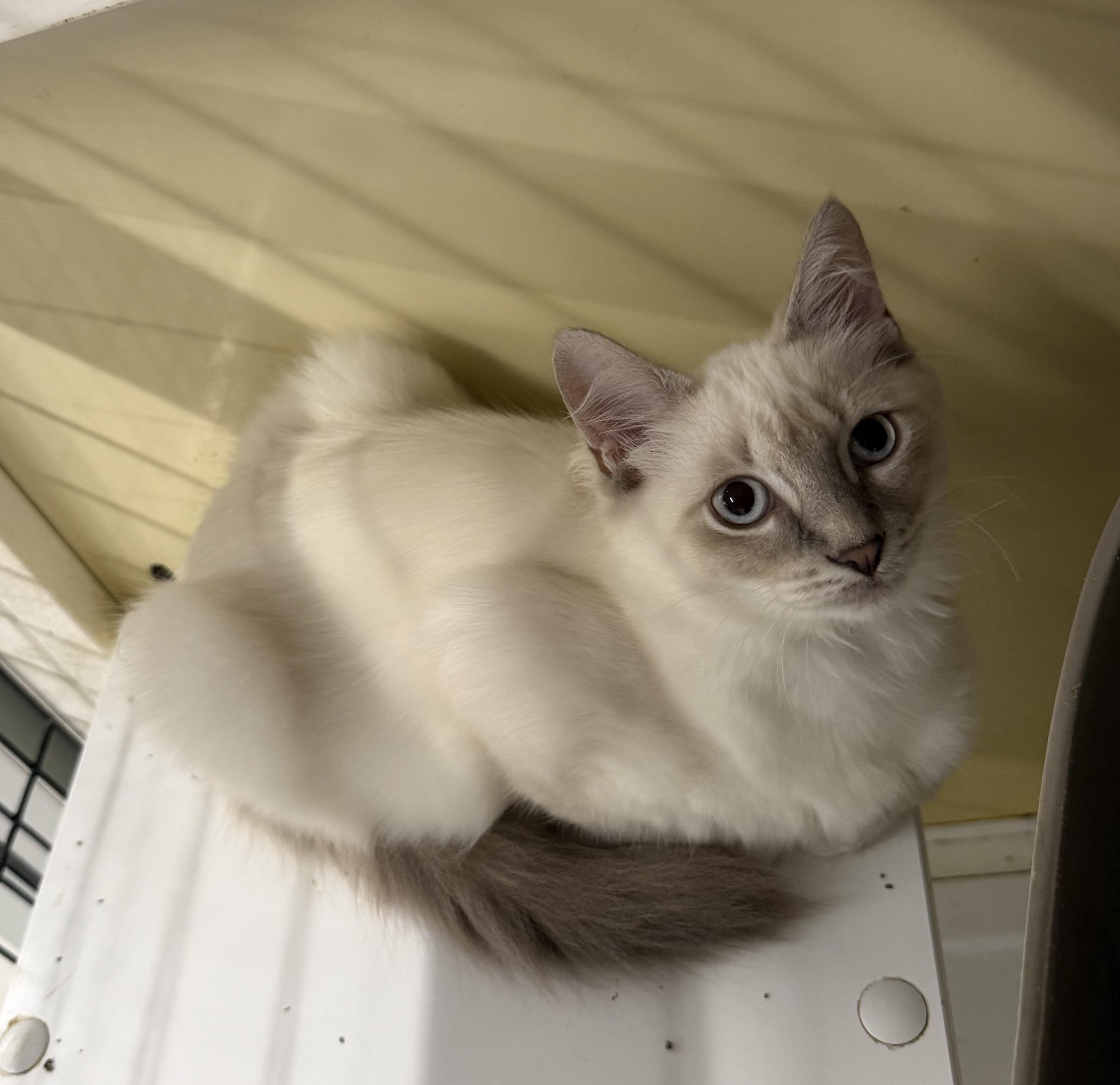 Sabrina - Riley Fuzzel Petsmart, an adopted mixed breed in Spring, TX image 4/6