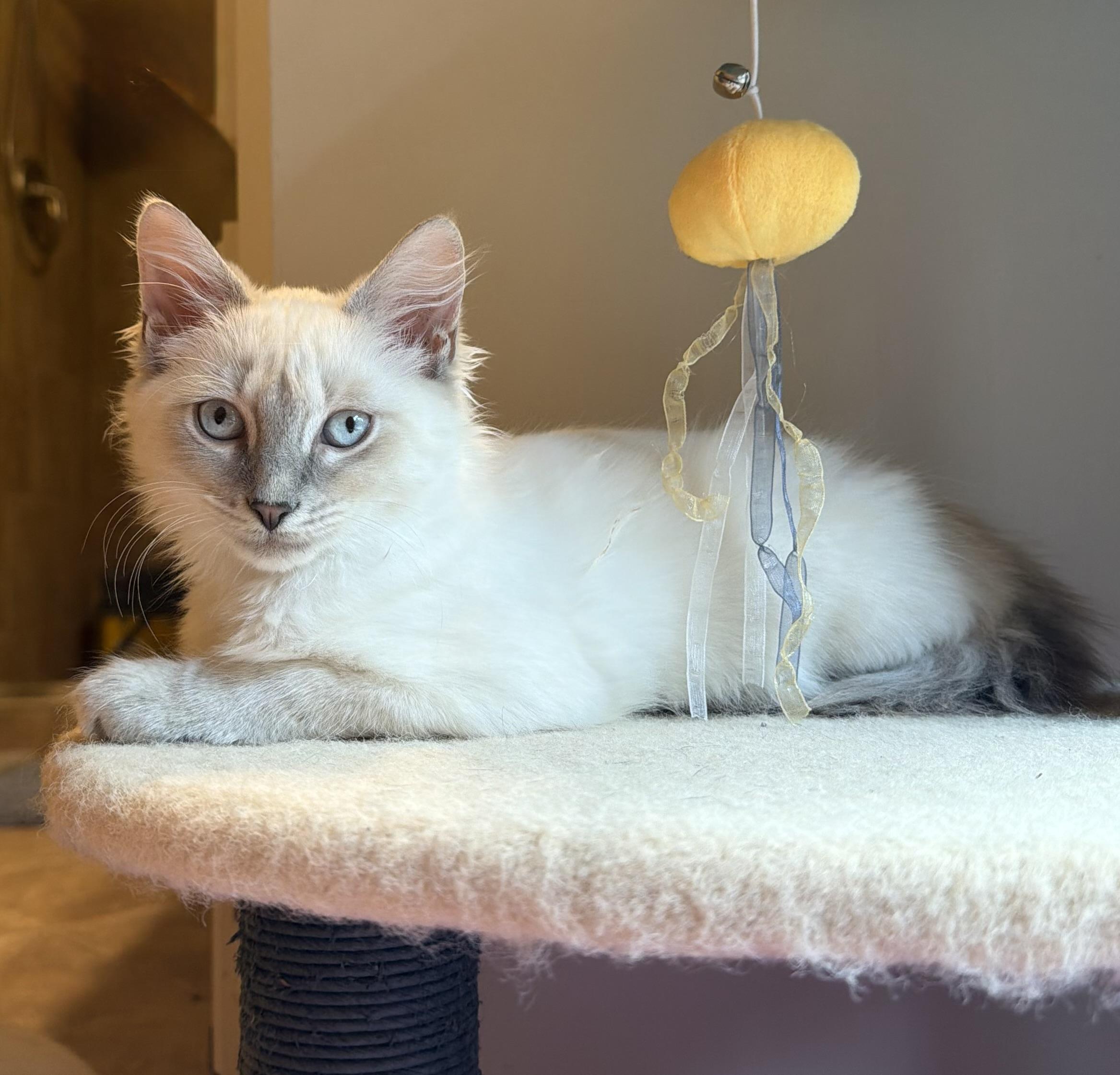 Sabrina - Riley Fuzzel Petsmart, adopted, Kitten Female Ragdoll & Siamese.