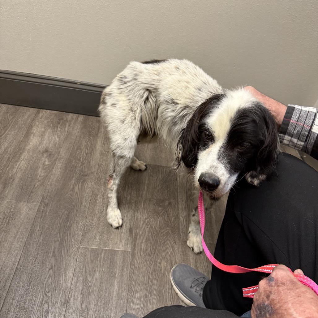 Hopper, Adoptable, Adult Male English Springer Spaniel.