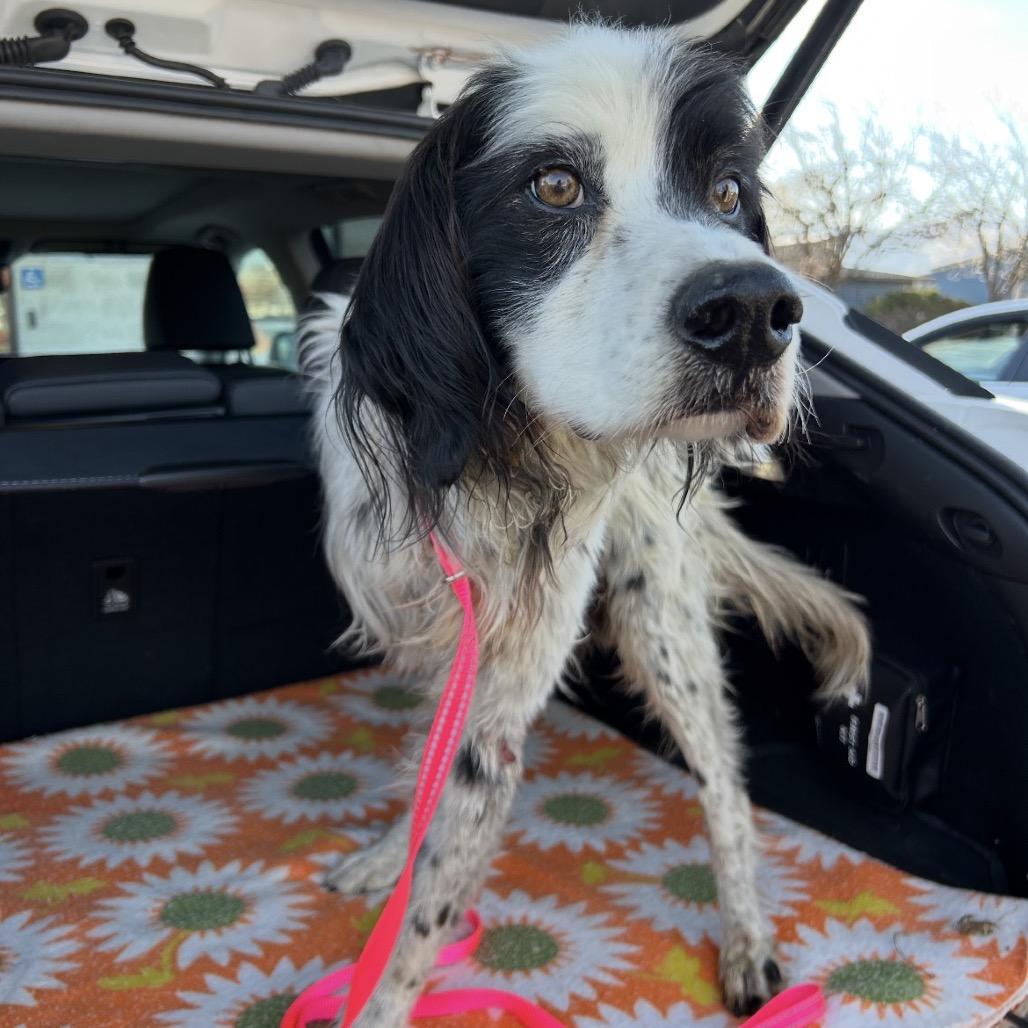 Hopper, a Adoptable English Springer Spaniel in Cashmere, WA image 2/3