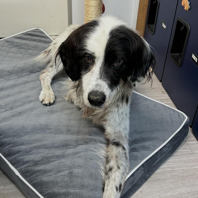 Hopper, a Adoptable English Springer Spaniel in Cashmere, WA image 3/3