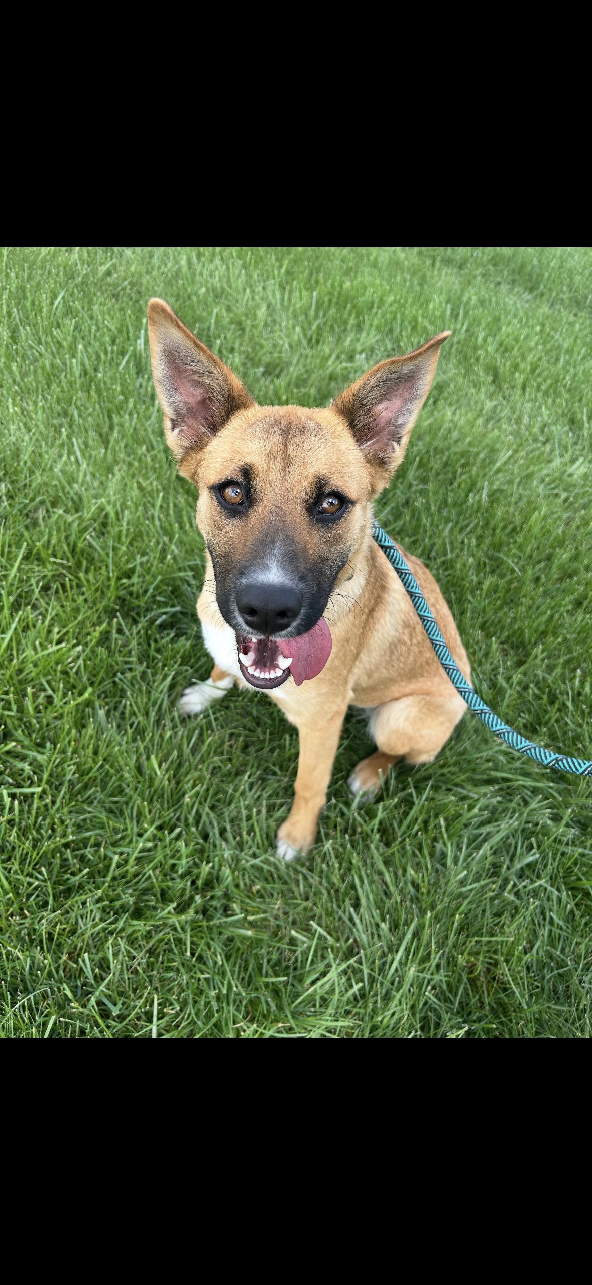 Enlarge Jelly, an adopted mixed breed in Yorkville, IL image 1/1