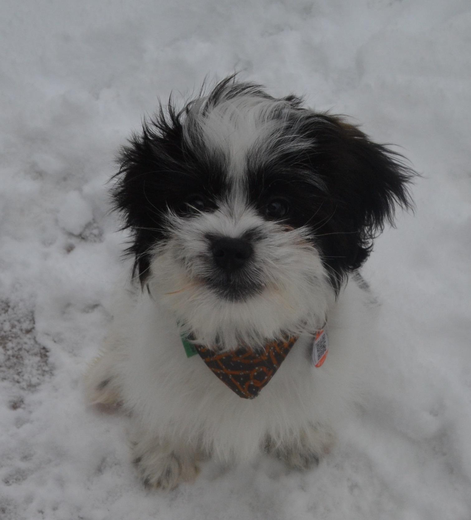 Enlarge Chopin, an adopted mixed breed in Anjou, QC image 2/4