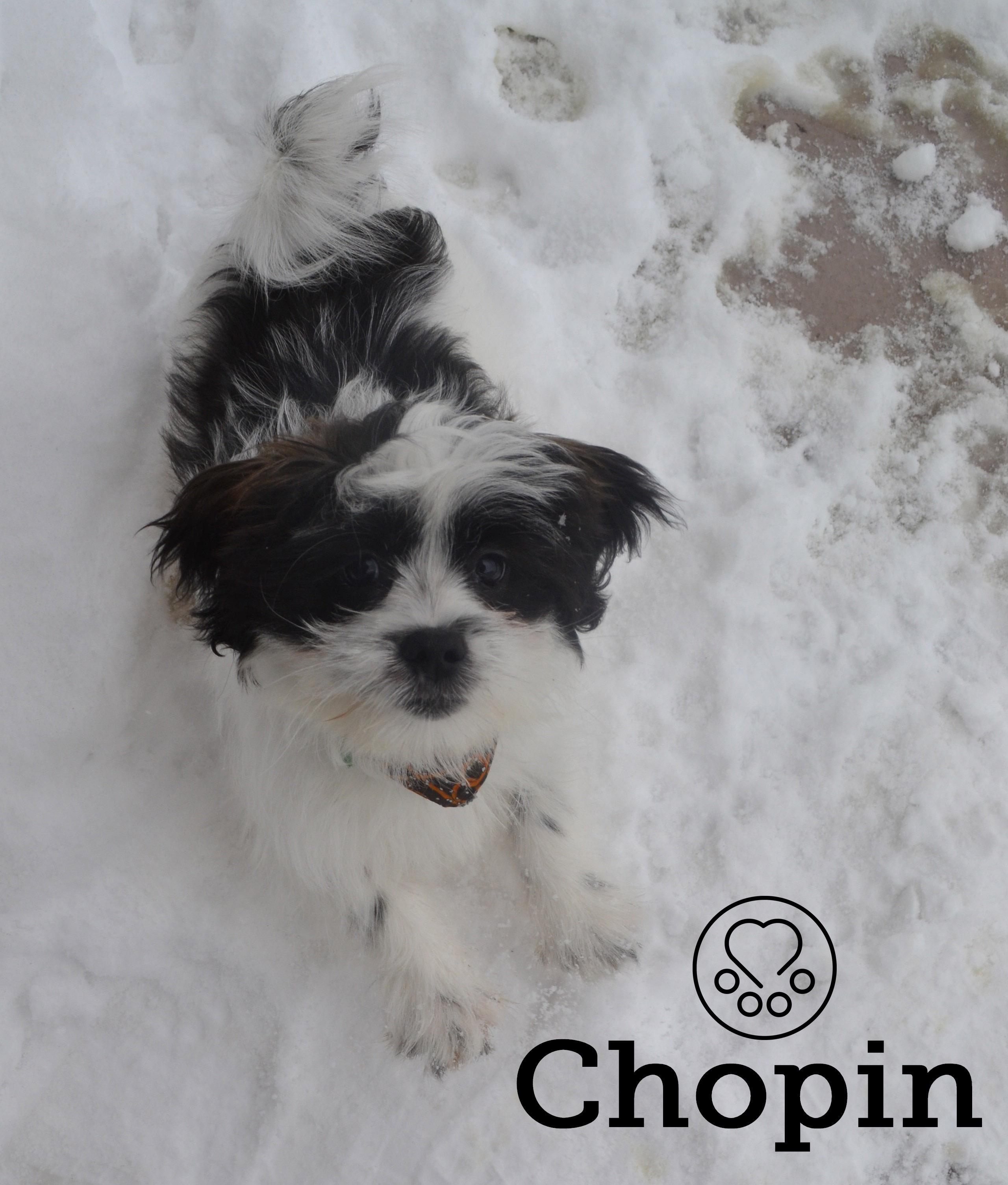 Chopin, adopted, Puppy Male Shih Tzu.