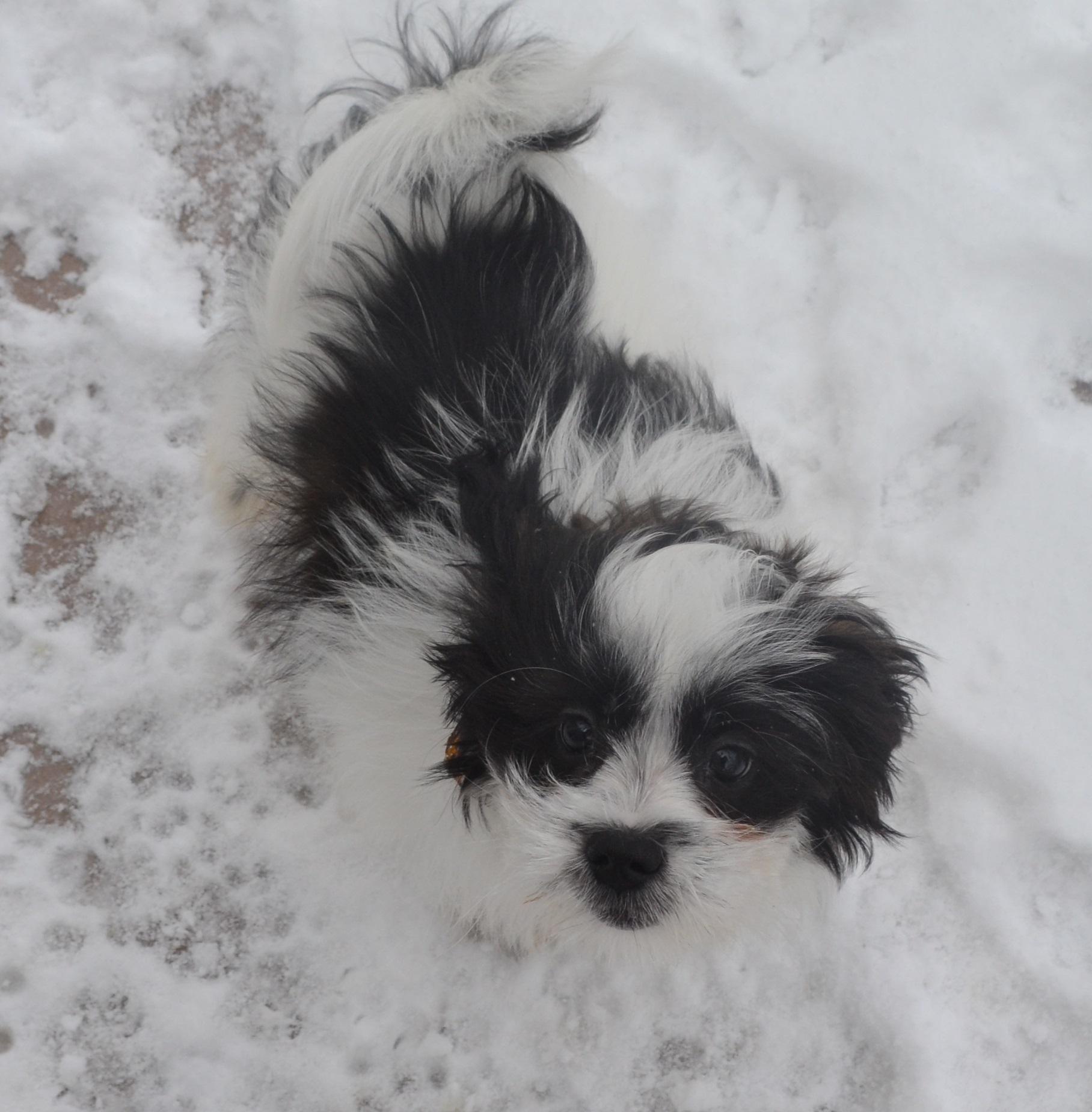 Enlarge Chopin, an adopted mixed breed in Anjou, QC image 4/4