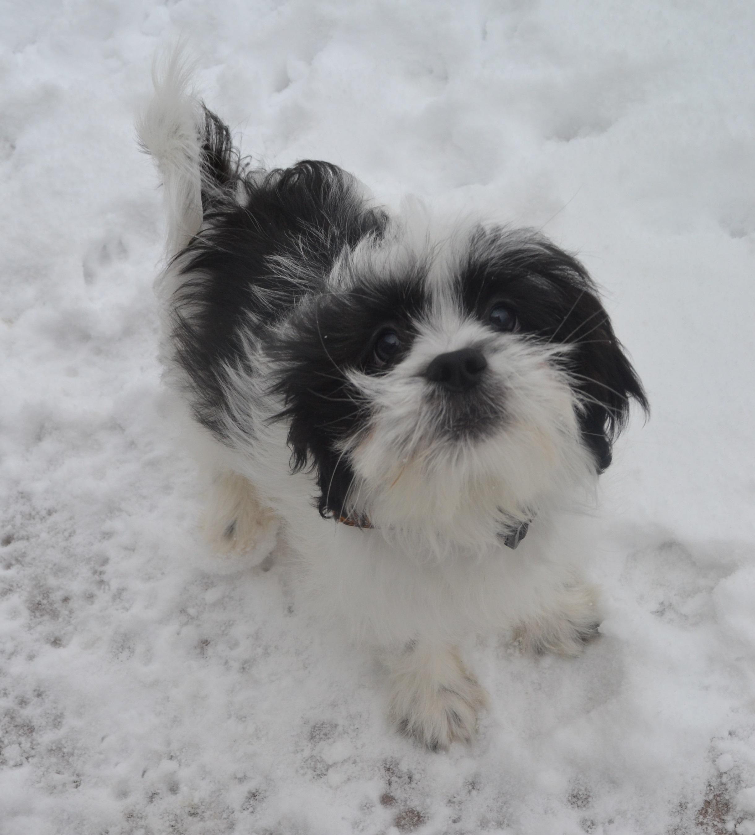 Enlarge Chopin, an adopted mixed breed in Anjou, QC image 3/4