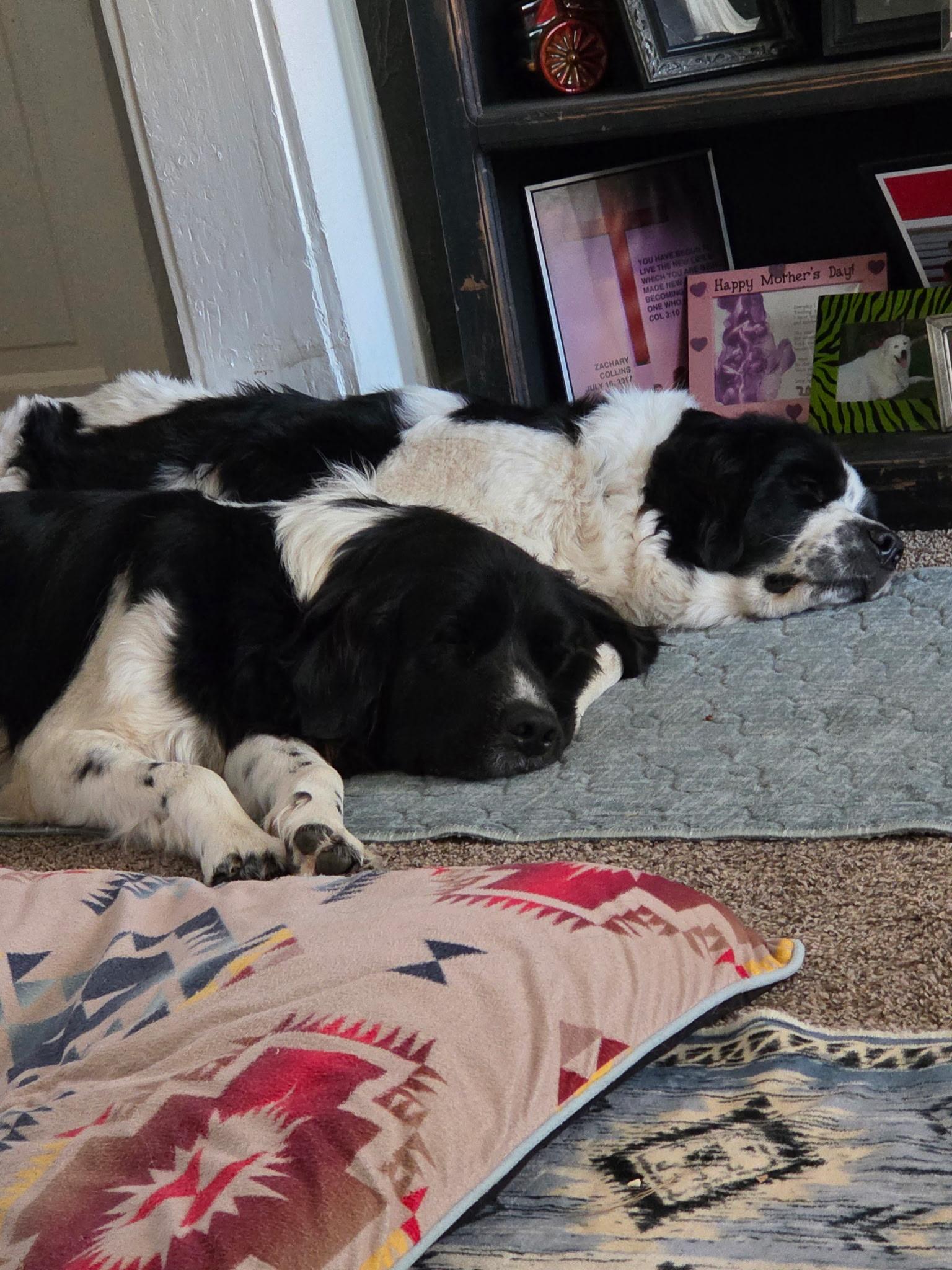 Enlarge George, a ADOPTABLE Newfoundland Dog in Wagoner, OK image 2/4