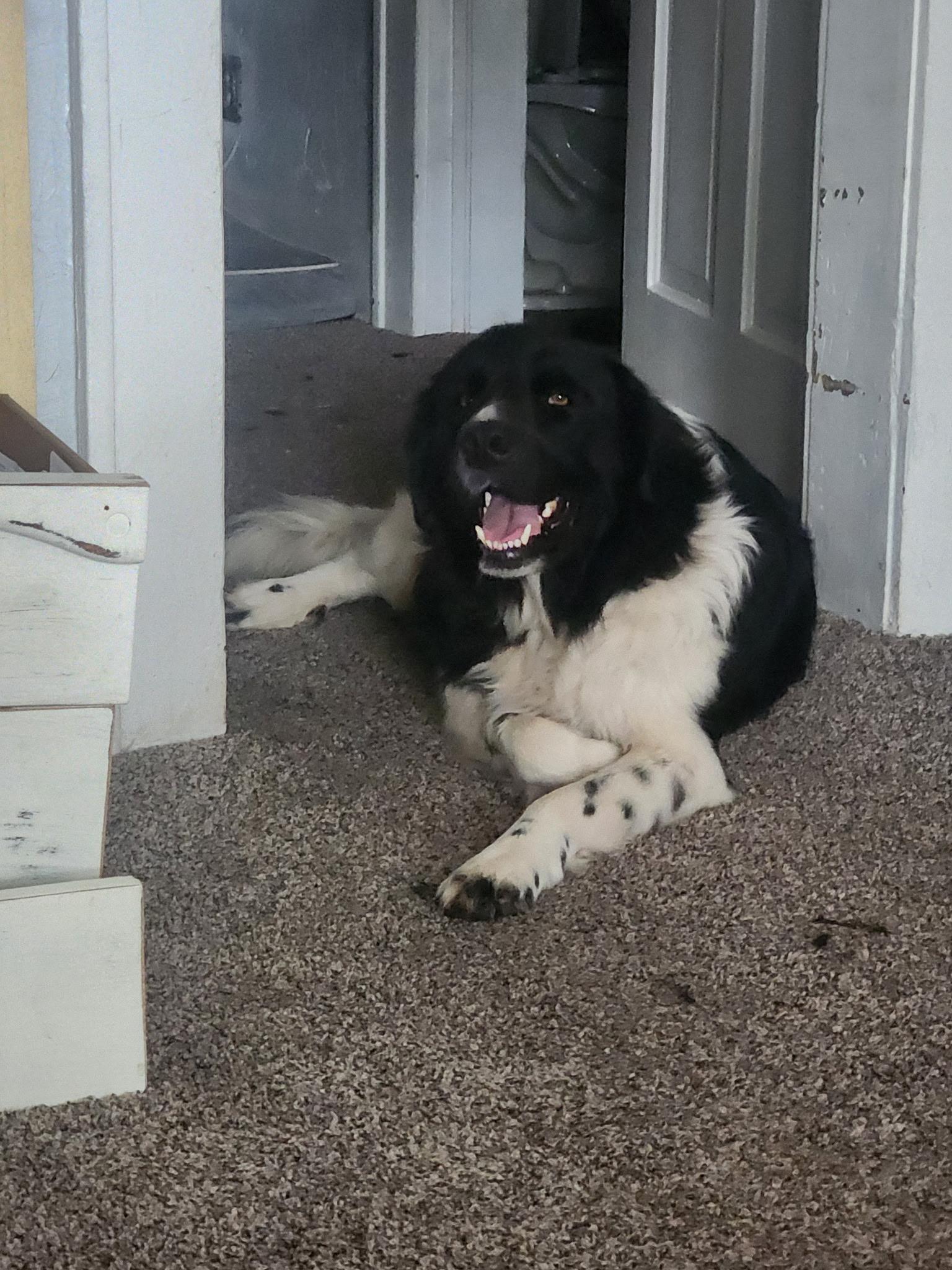 Enlarge George, a ADOPTABLE Newfoundland Dog in Wagoner, OK image 1/4