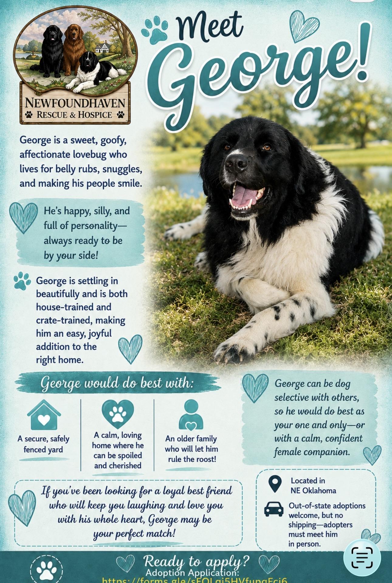 Enlarge George, a ADOPTABLE Newfoundland Dog in Wagoner, OK image 3/4