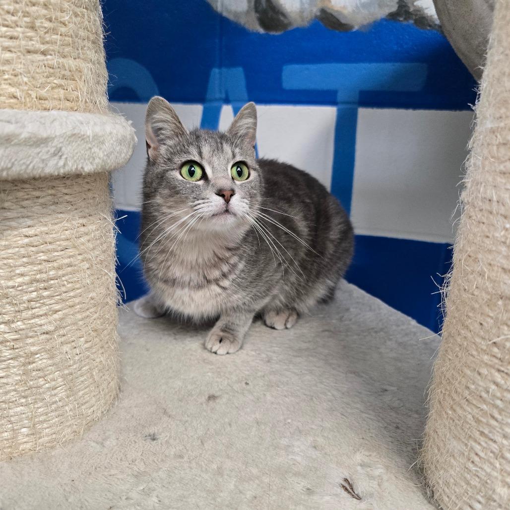 Enlarge Raya, a Adoptable Domestic Short Hair in Jasper, IN image 1/3