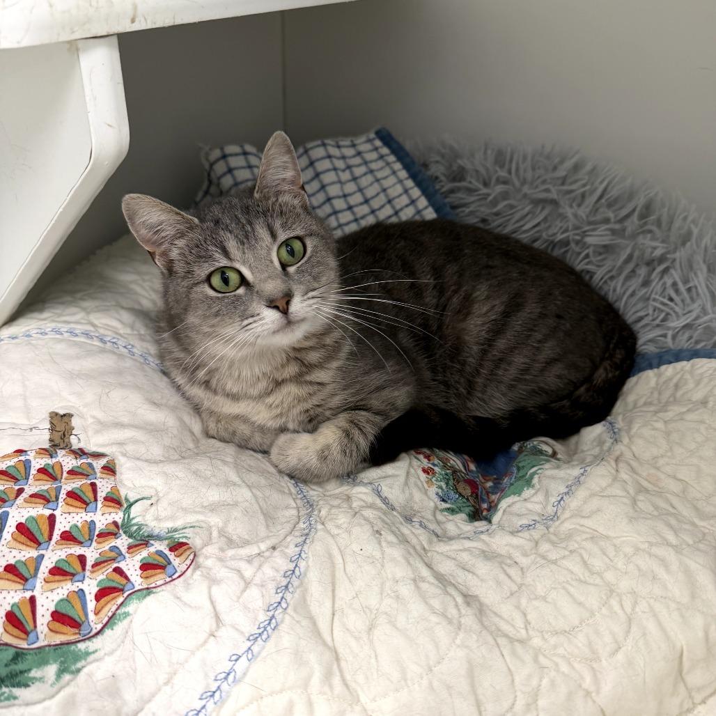 Enlarge Raya, a Adoptable Domestic Short Hair in Jasper, IN image 2/3