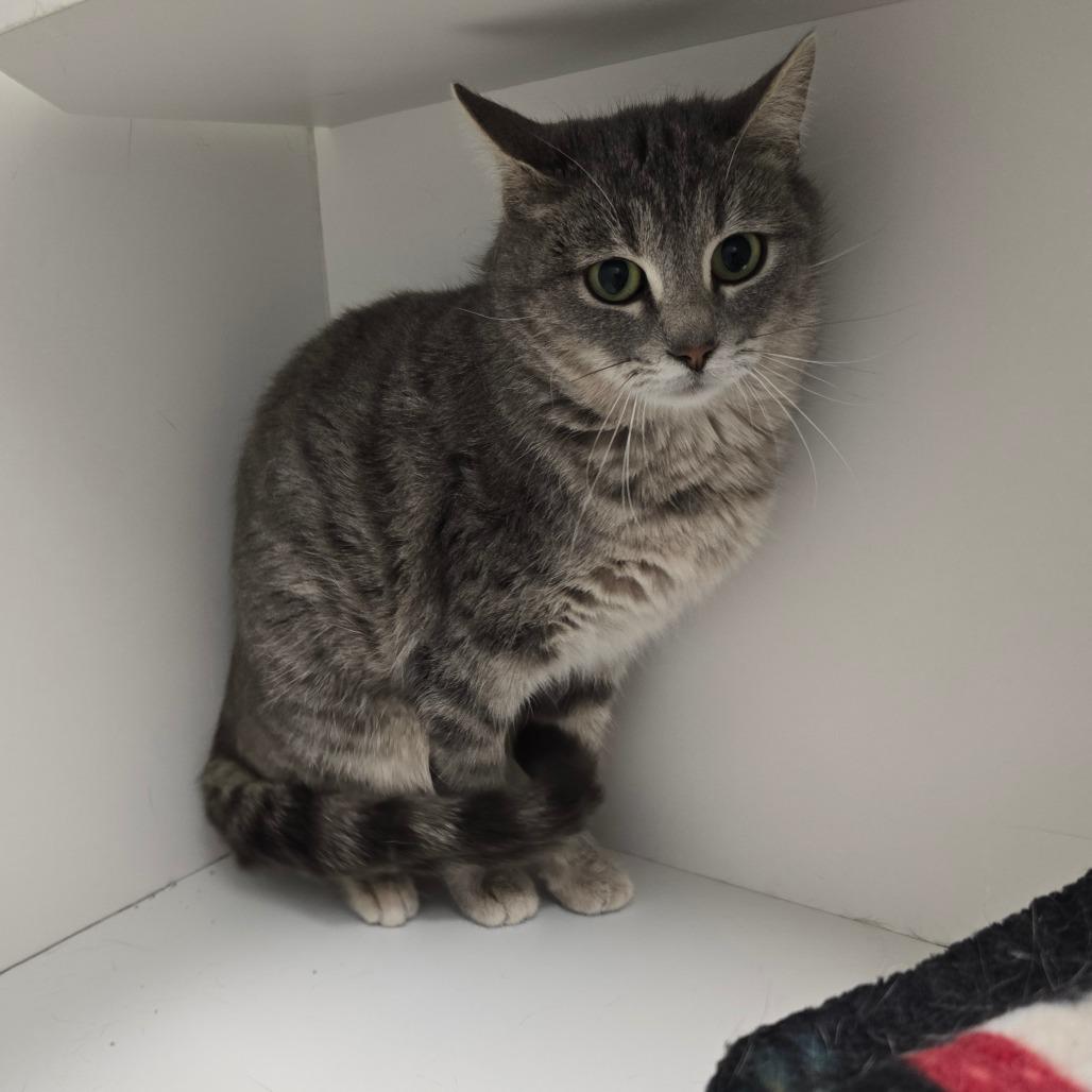 Enlarge Raya, a Adoptable Domestic Short Hair in Jasper, IN image 3/3