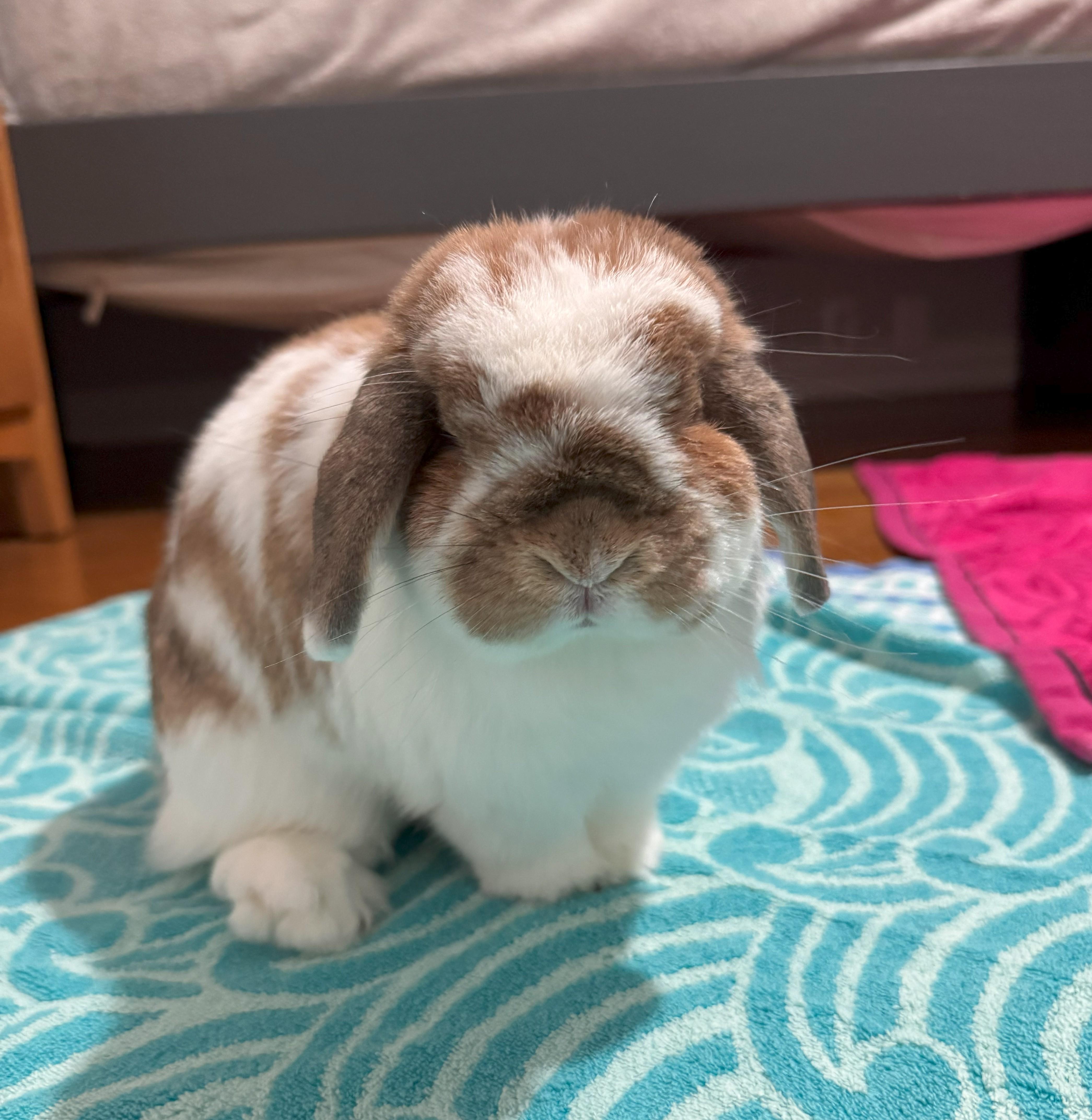 Peaches Holland Lop Rabbit