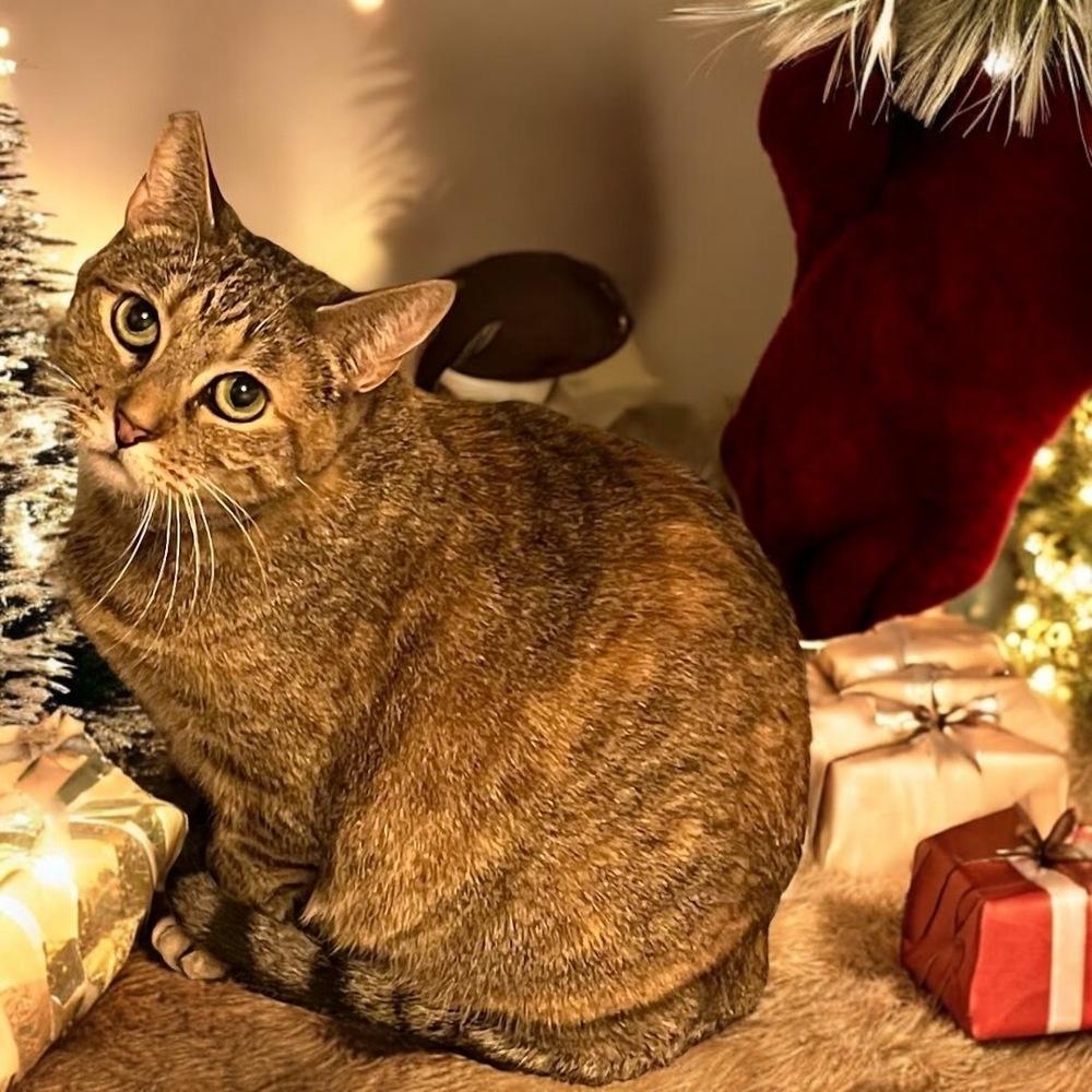 Enlarge Frigg, a Adoptable Domestic Short Hair in Blanchard, OK image 1/4