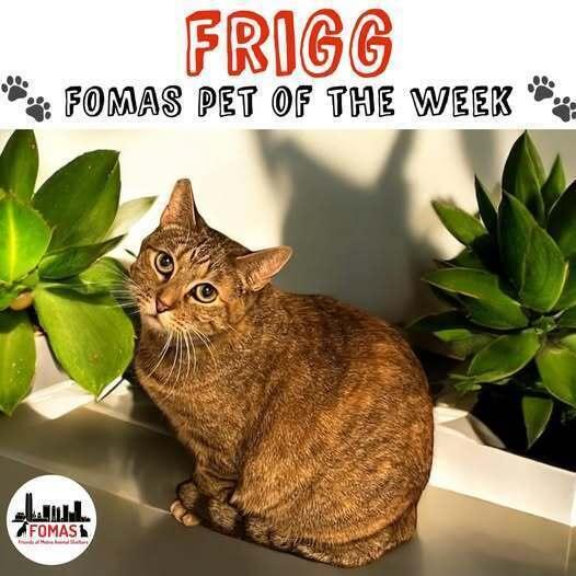 Frigg (senior), Adoptable, Senior Female Domestic Short Hair.