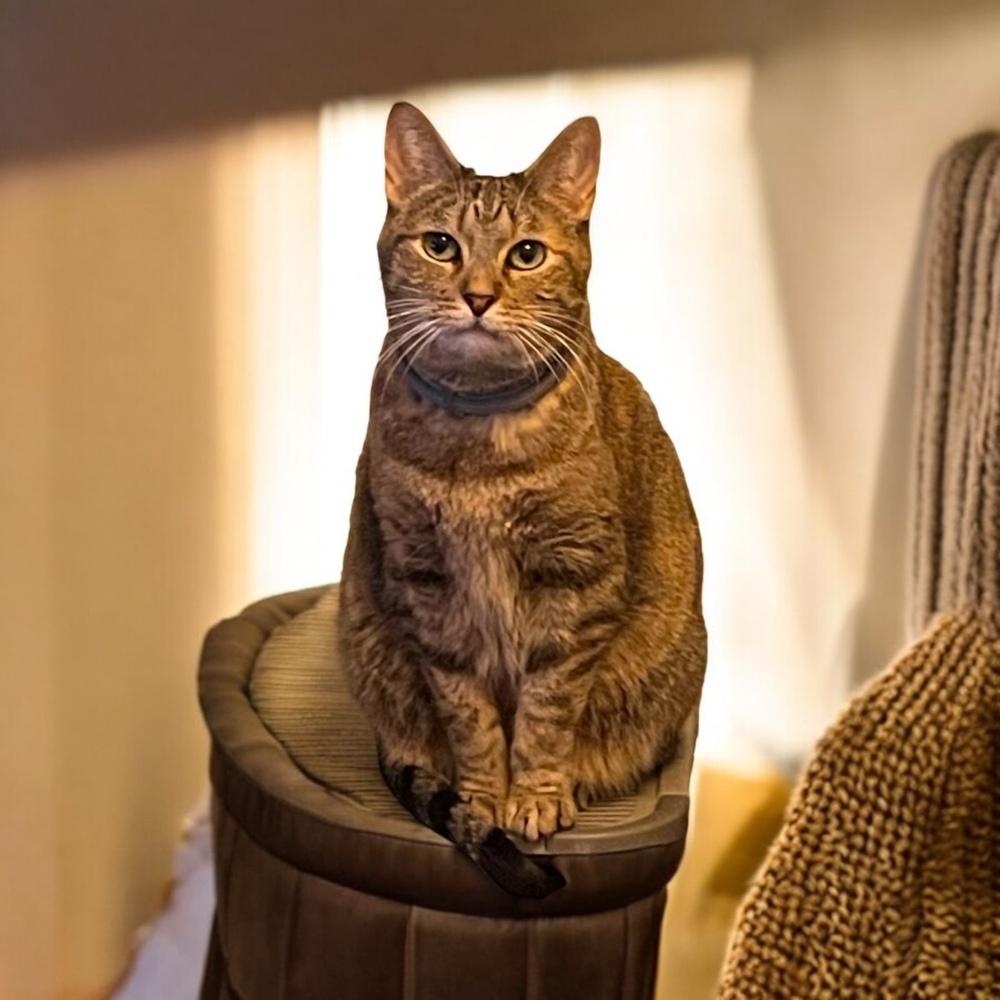 Enlarge Frigg, a Adoptable Domestic Short Hair in Blanchard, OK image 3/4