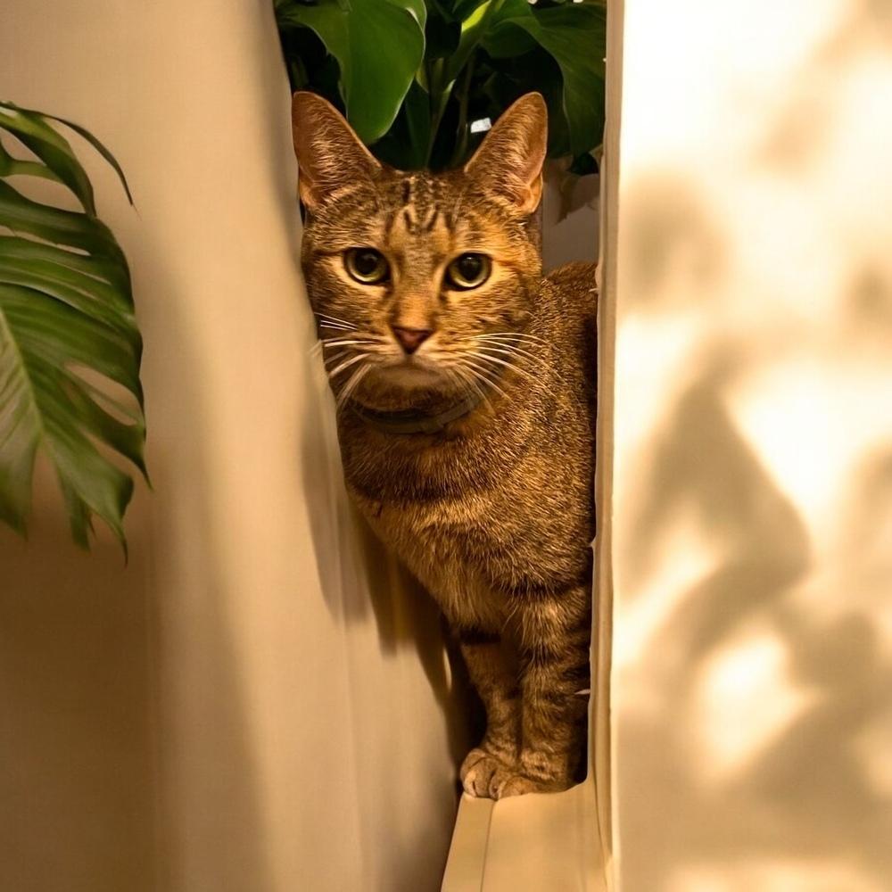 Enlarge Frigg, a Adoptable Domestic Short Hair in Blanchard, OK image 4/4