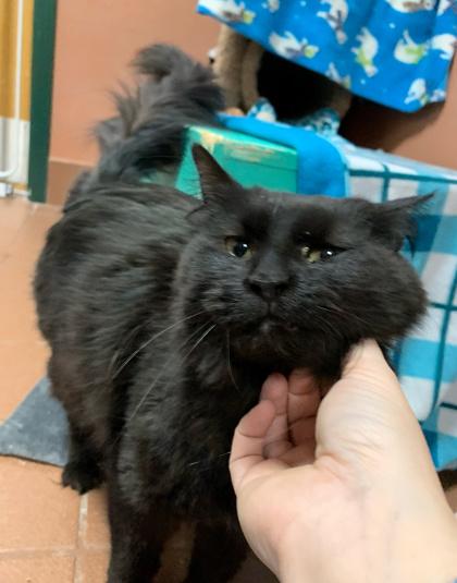 Sasha, Adoptable, Adult Female Domestic Long Hair & Domestic Short Hair.