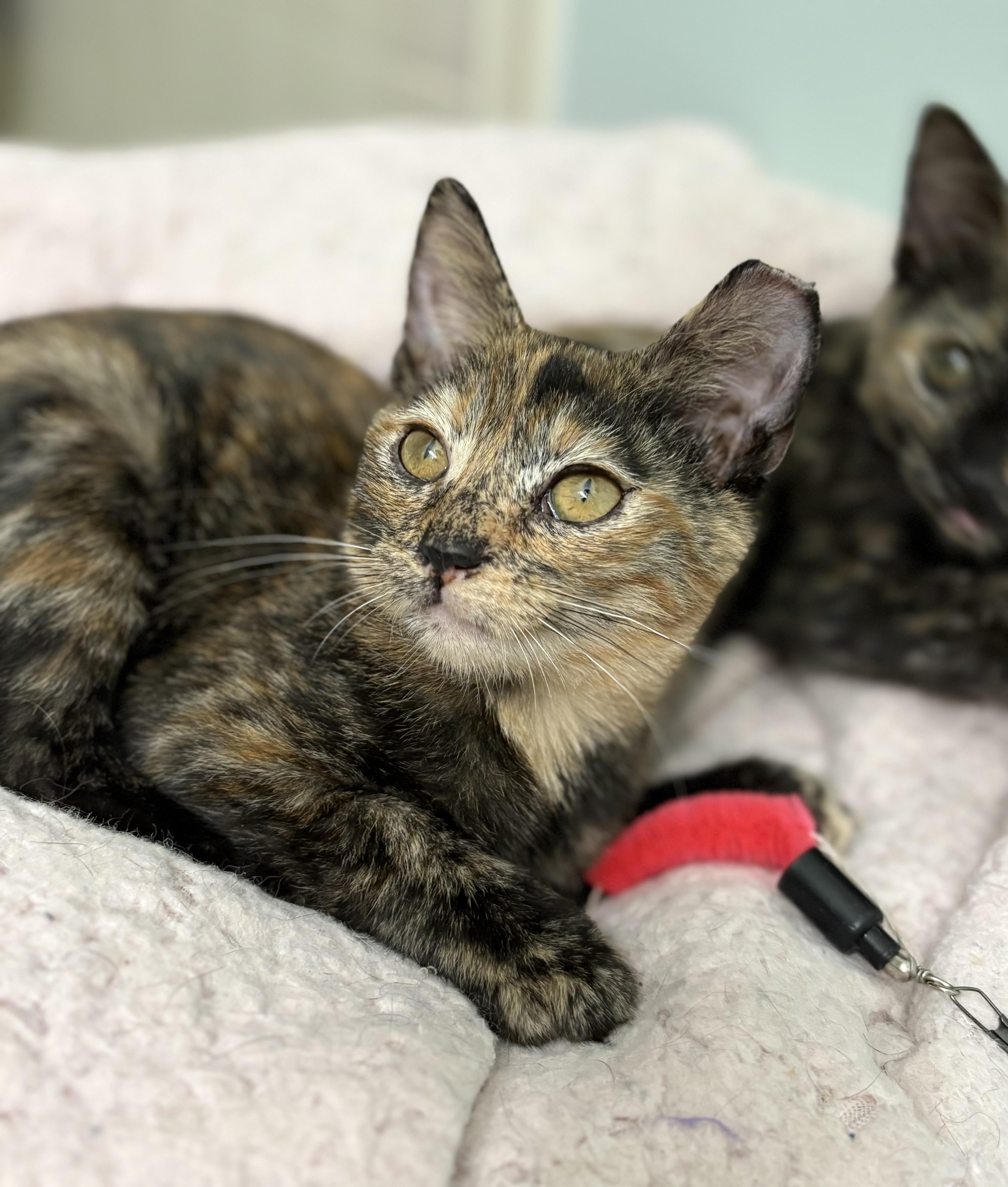 Enlarge Flopsy, a Adoptable mixed breed in Brooksville, FL image 4/4