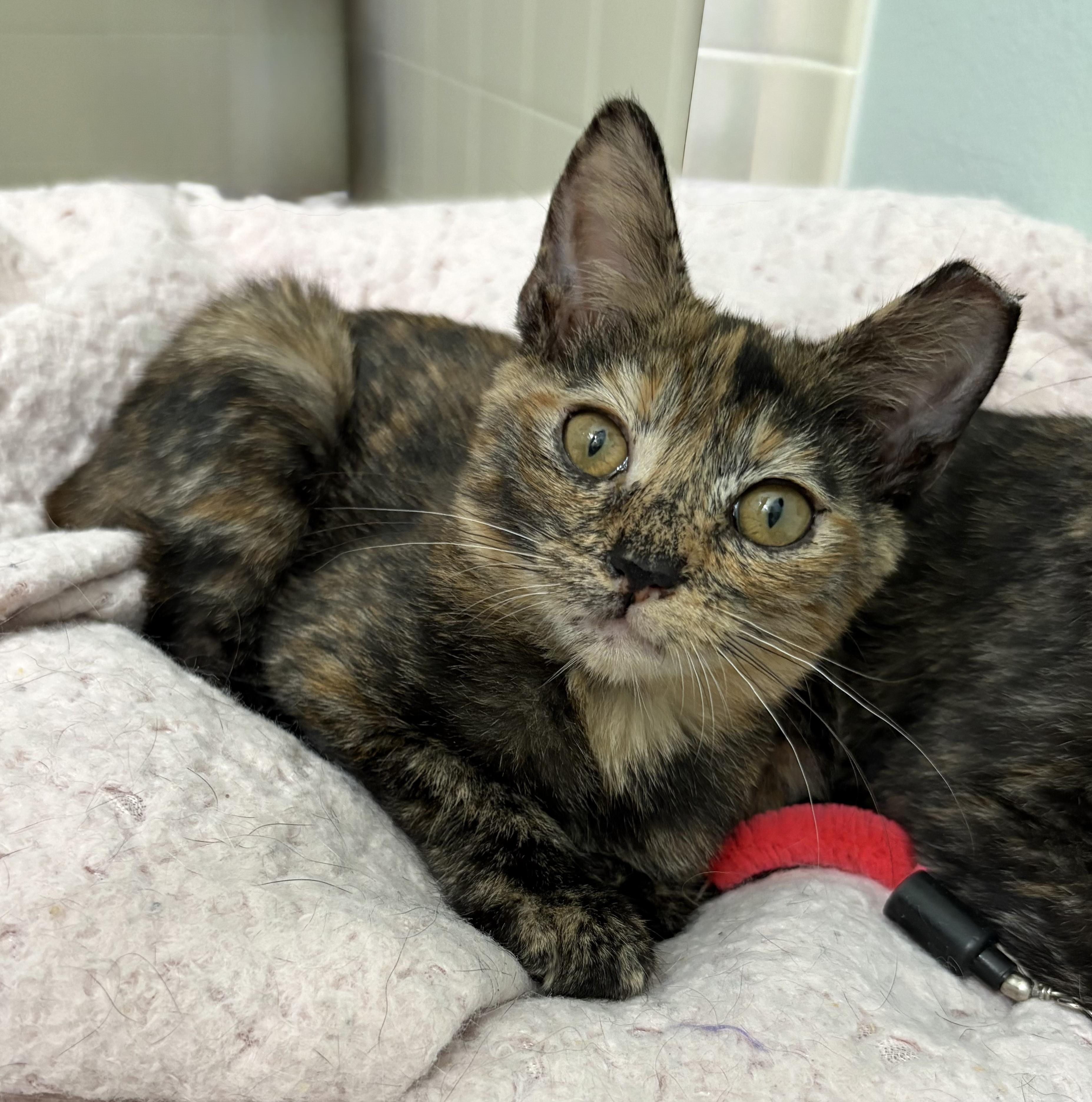 Enlarge Flopsy, a Adoptable mixed breed in Brooksville, FL image 1/4